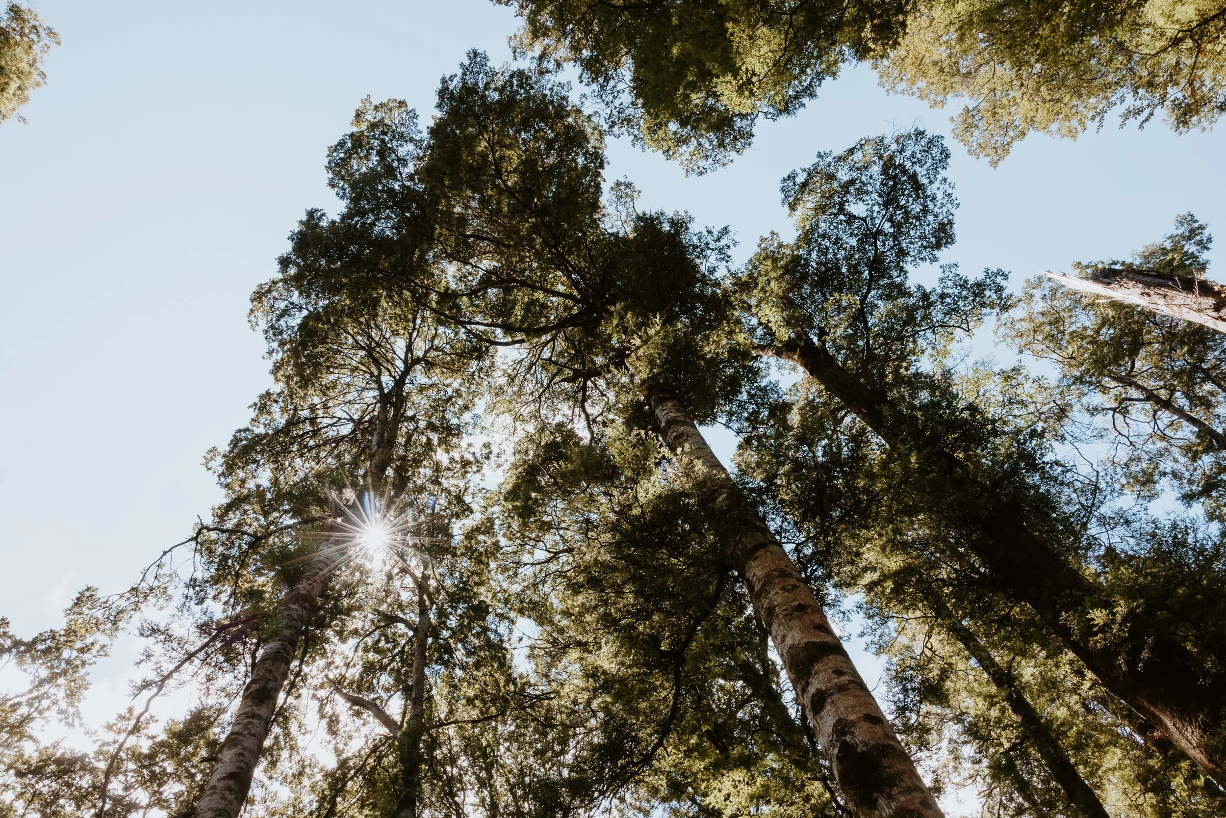 Making Sense of Troubling Times: Fuel, Food, Climate and the Fragility of Our System 