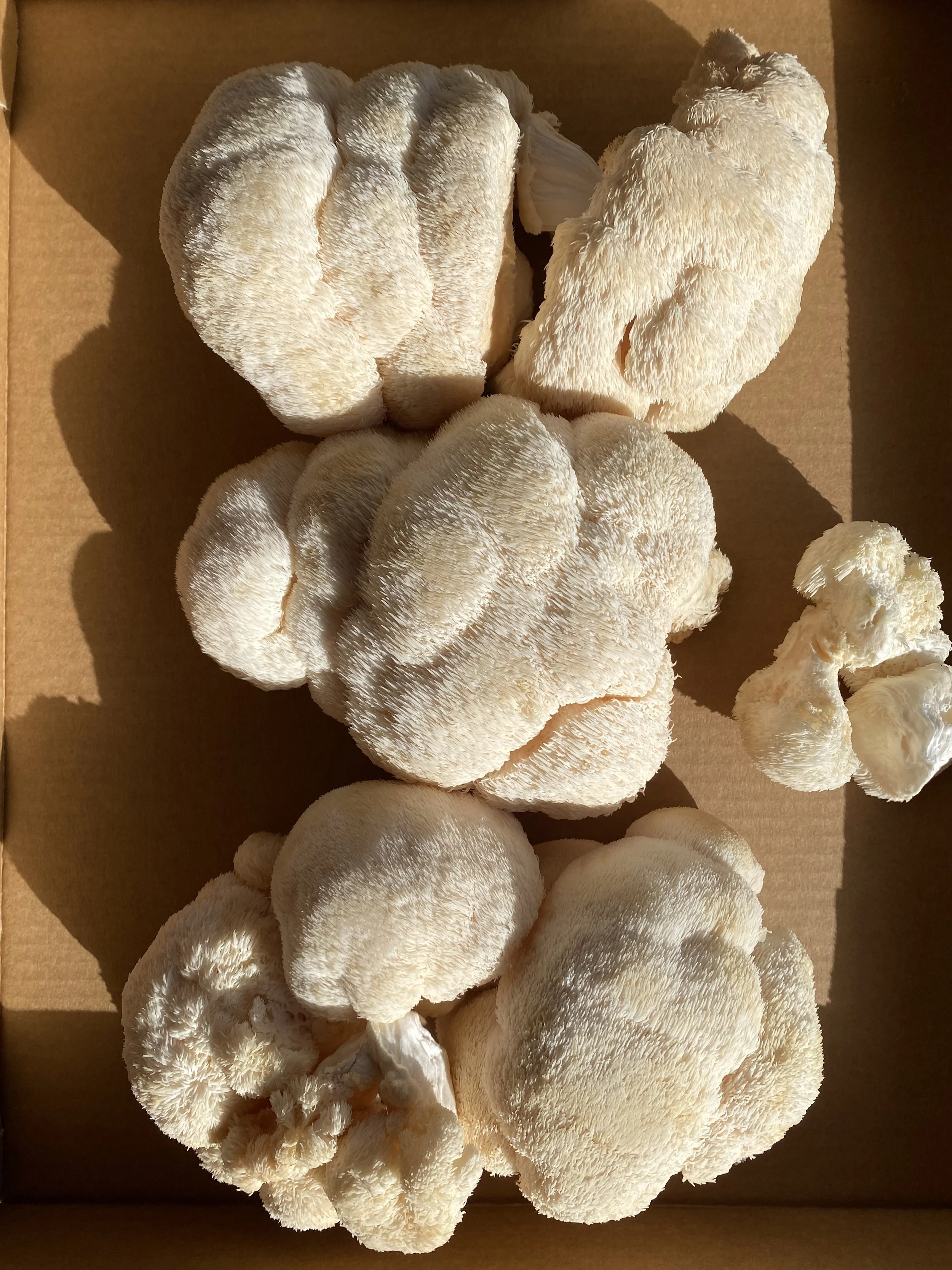 Lion's Mane Mushroom Elixir