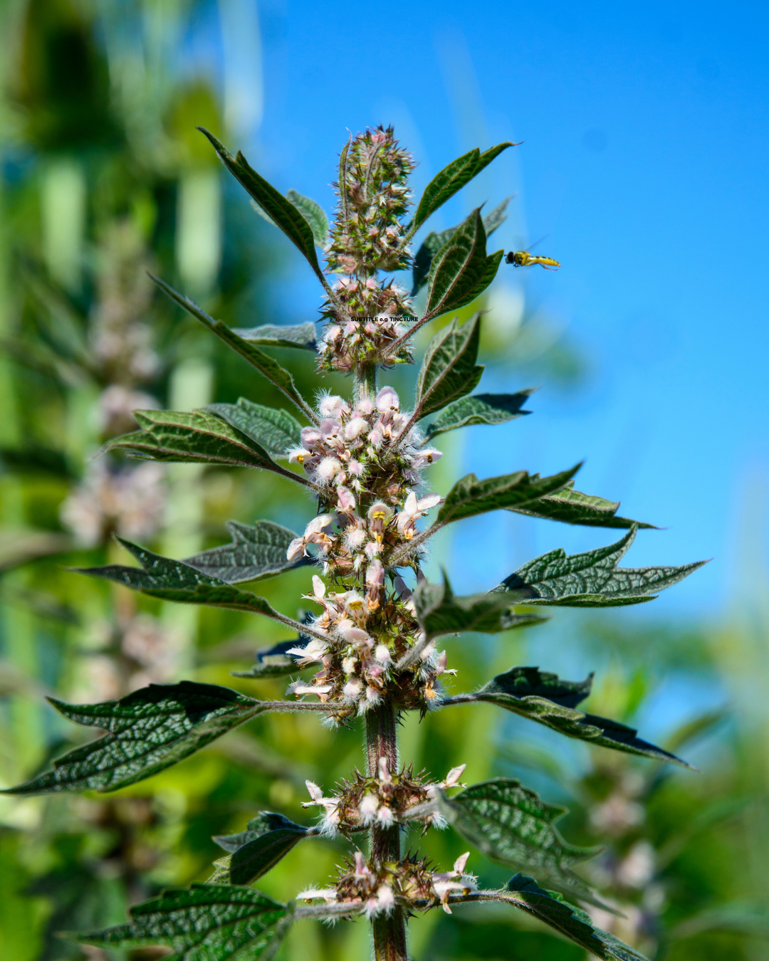 MOTHERWORT.png