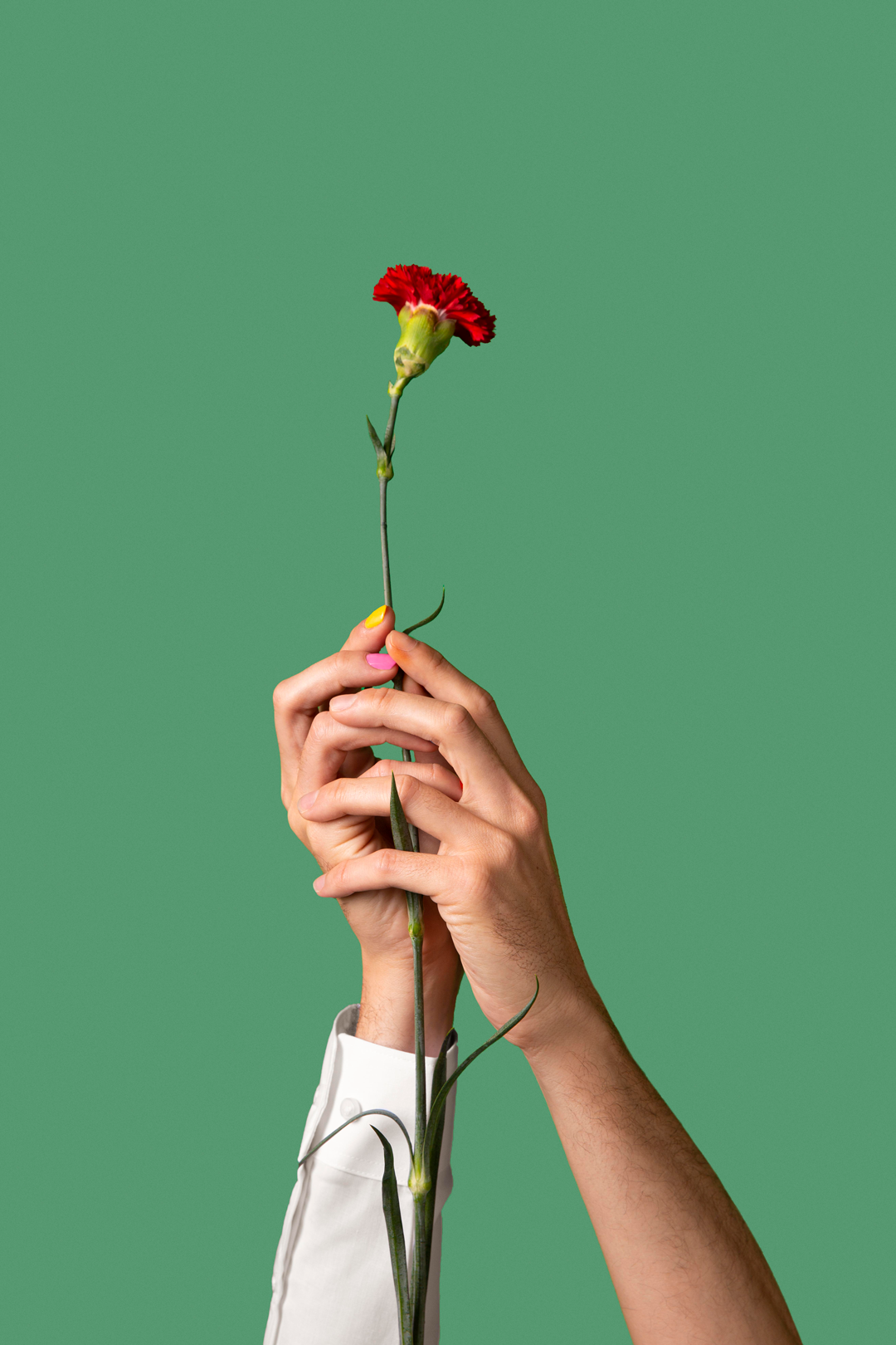 A person with colorful painted fingernails holding a red carnation flower against a green background.