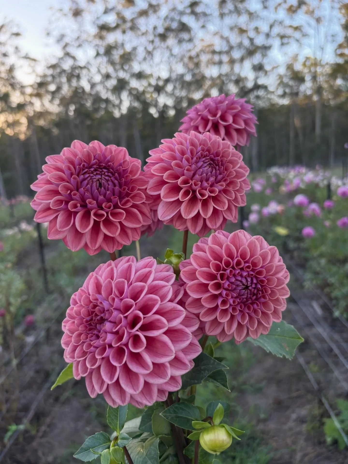 Autumn really hitting 🙏 Love the beautiful afternoon light we get this time of year. 

In order of appearance: 

Winkie Truffle
Brooks Josh
Darbro Barton A25
Breannon
Wild/feral/but lovely