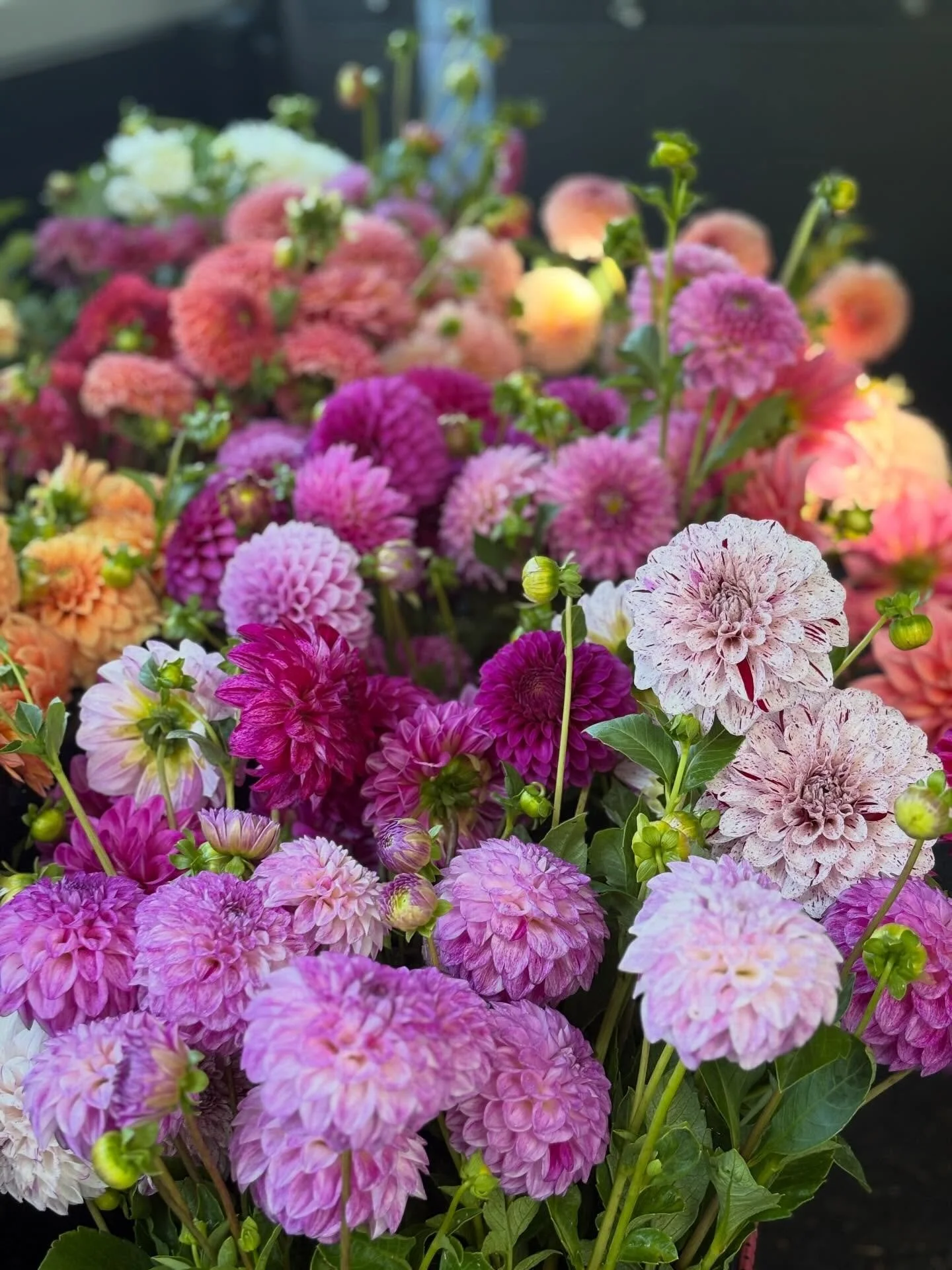It has been a few weeks now since our dahlia season wrapped and we have had a chance to rest and relax. Overall we had a great and rewarding season. I am happy to report I still love farming. I&rsquo;d say only about 50% of our crop was performing to