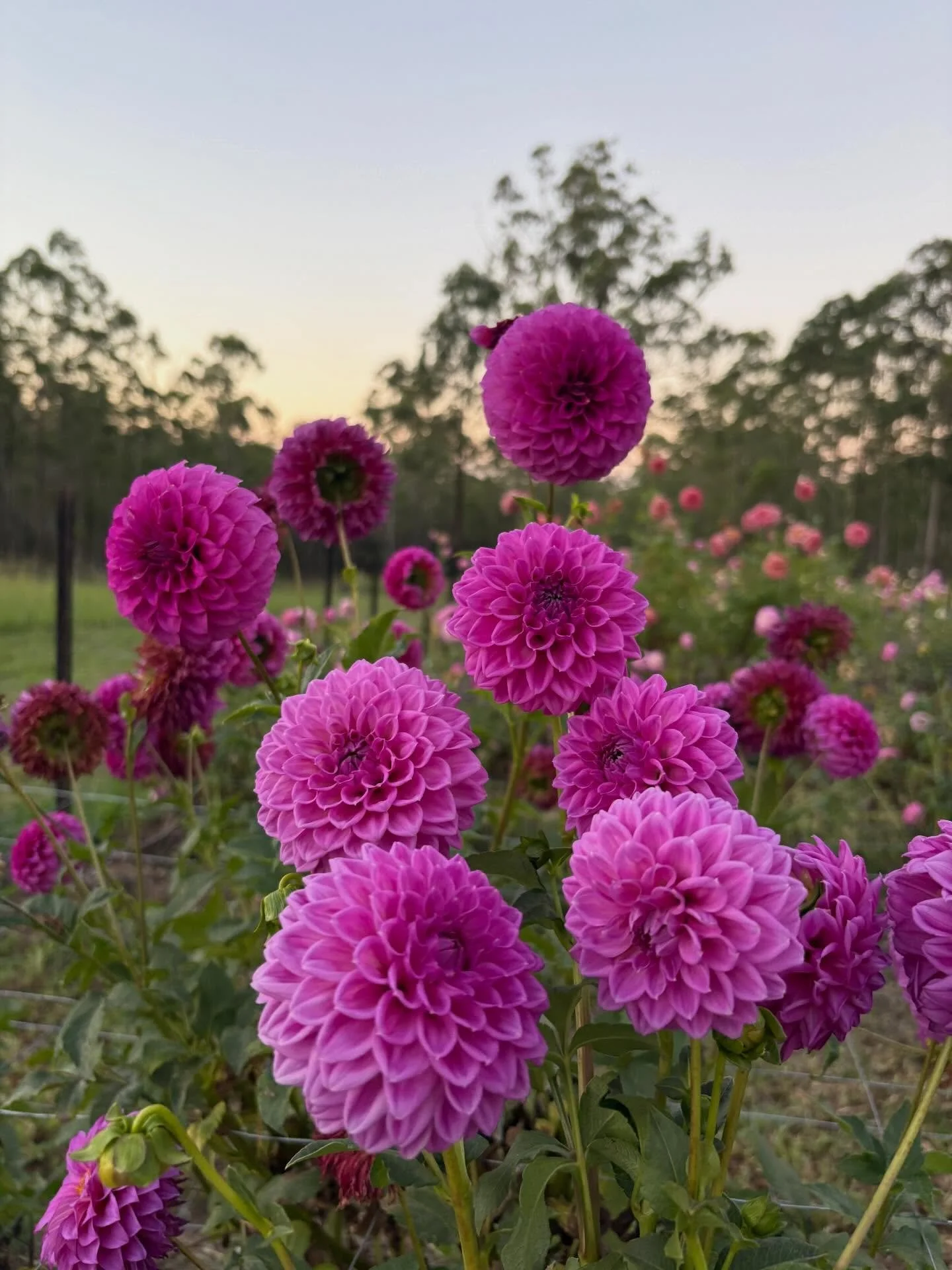 Purple, purple, purple&hellip; many &ldquo;pink&rdquo; dahlias are actually purples. This is why I have ended up with so many purples. Ask a grower and they will call a flower pink, ask a florist and they say it is definitely purple. 

I probably hav