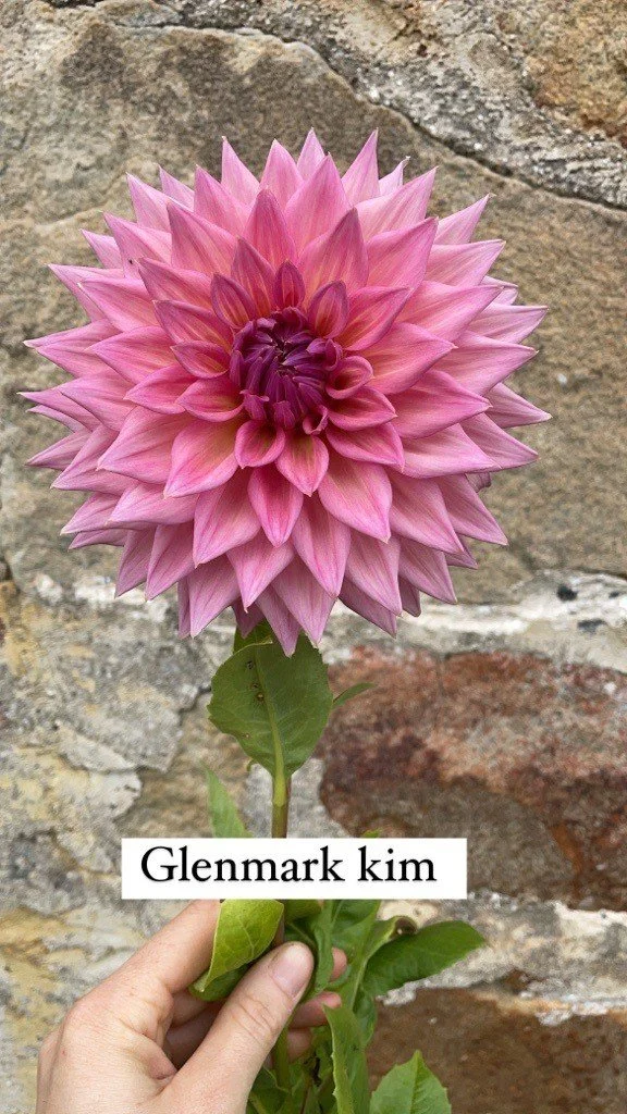 Glenmarc Kim