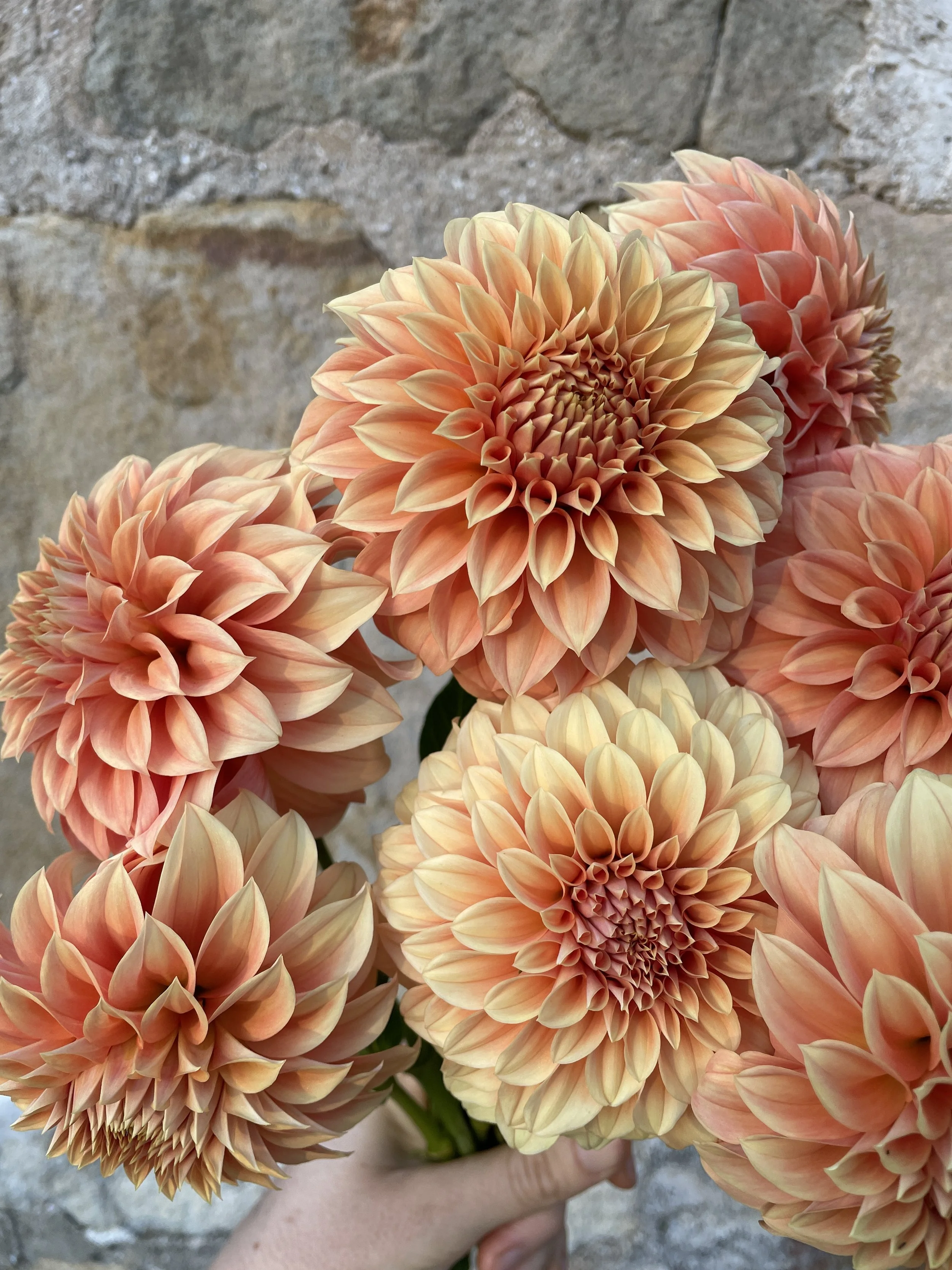 Bracken Palamino Dahlia