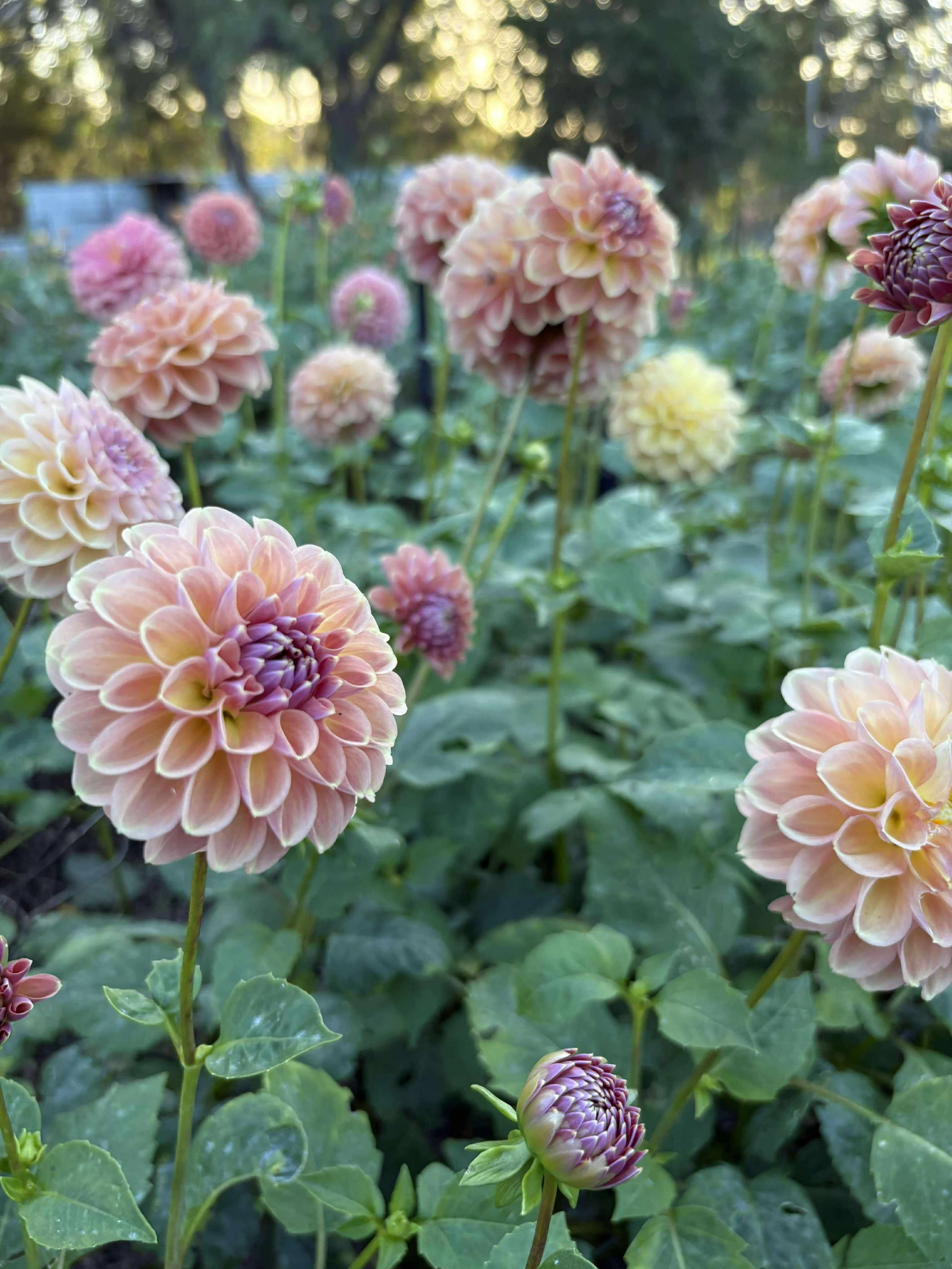 Breannon Dahlia in the flower field