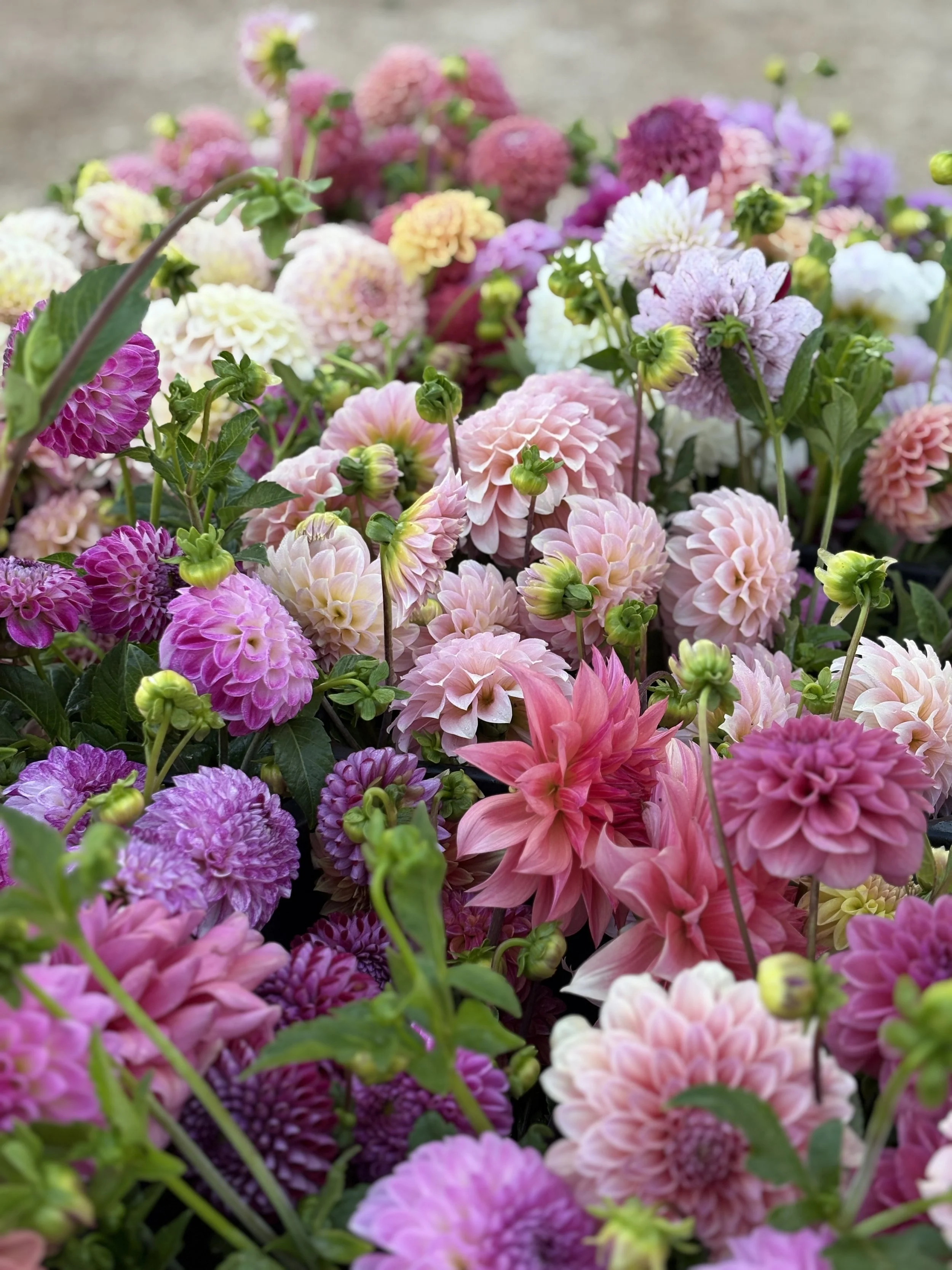 Dahlia flowers in buckets in flower field