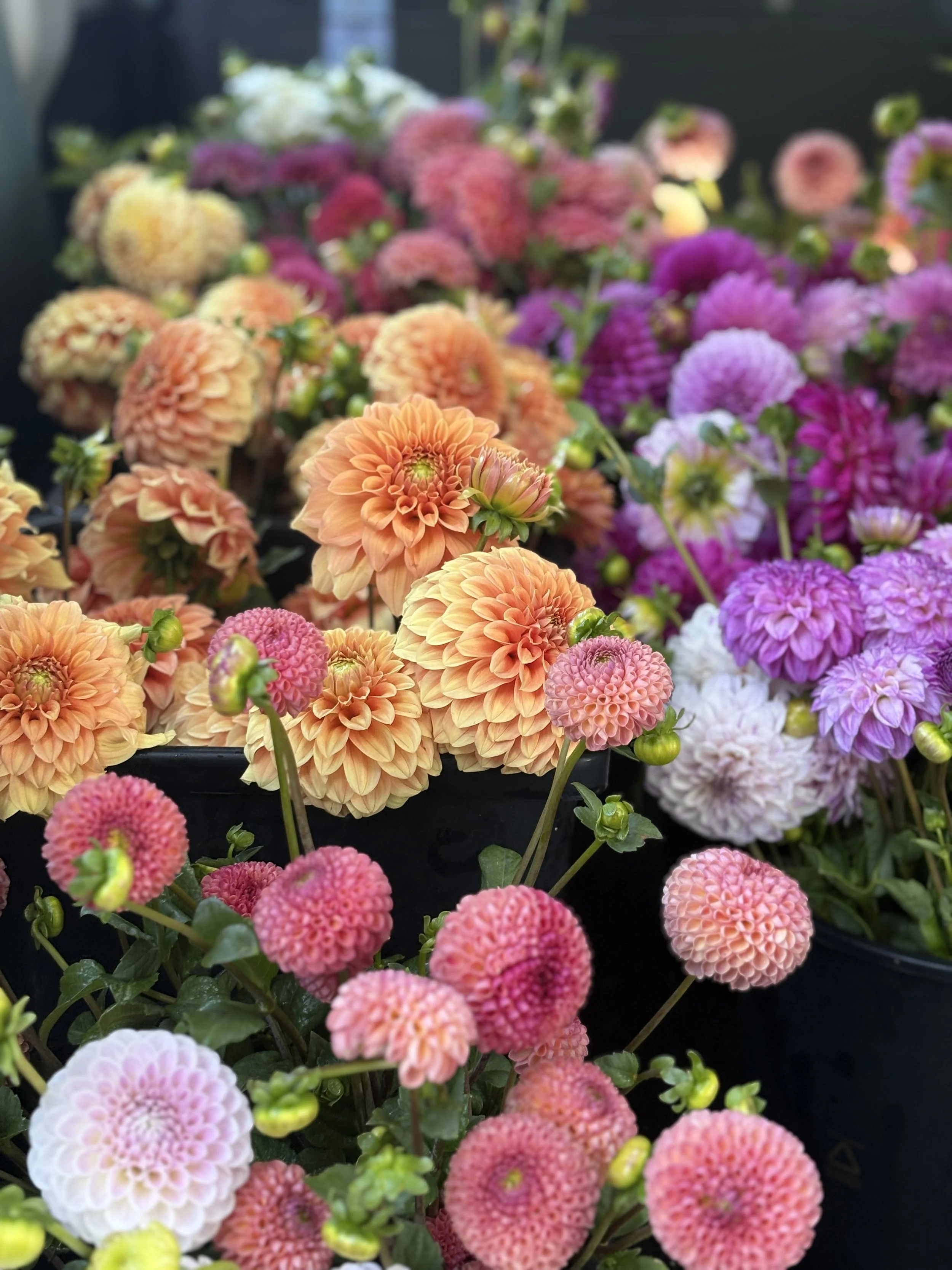 Bright dahlia flowers