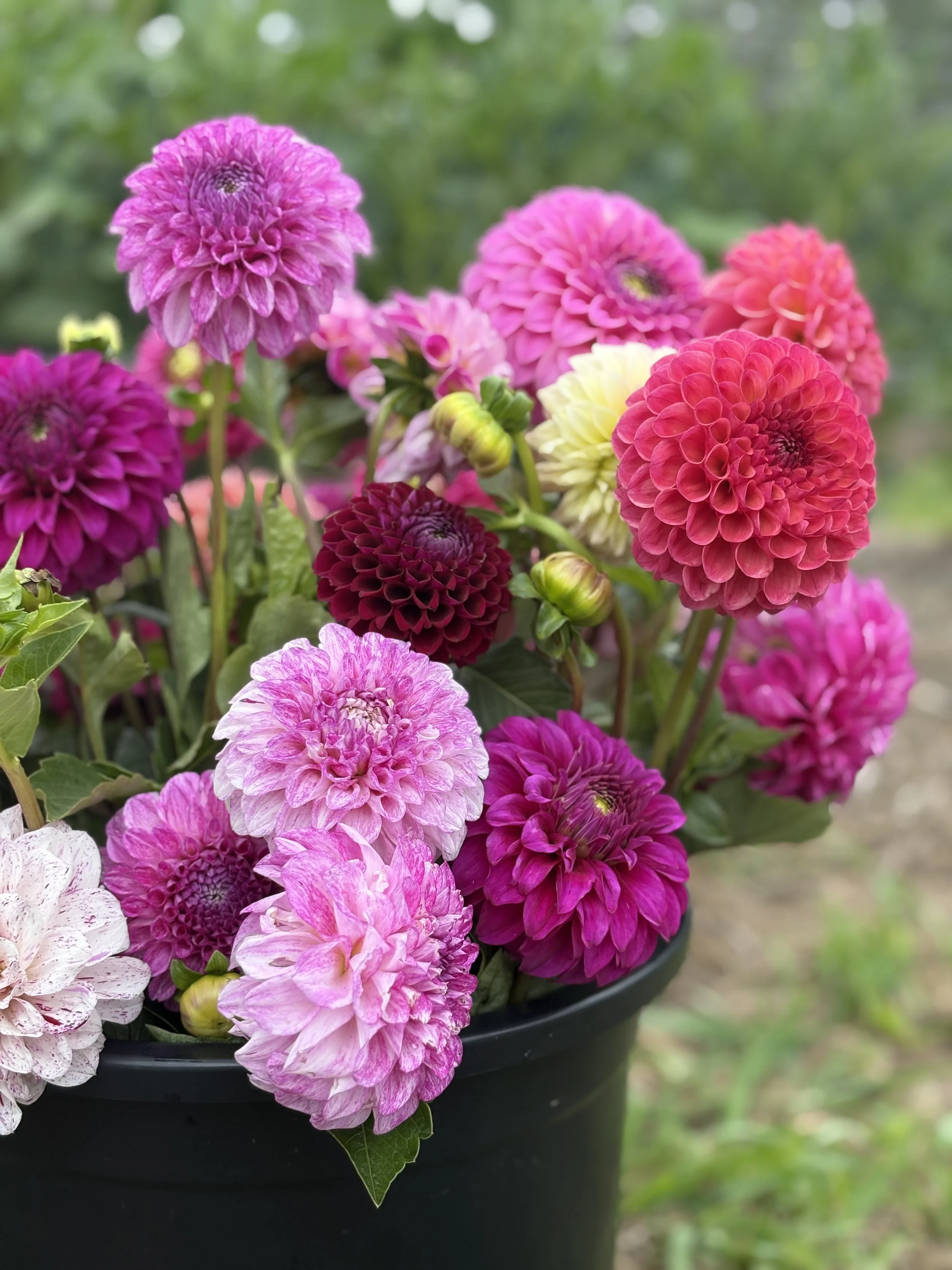 Picking dahlias in bucket
