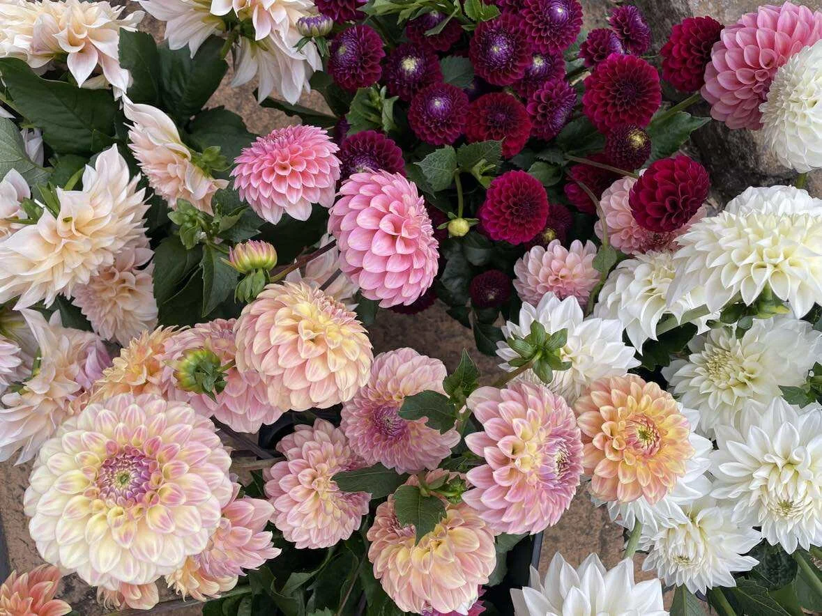 A variety of blooming dahlias in shades of pink, white, cream, and deep purple, arranged together with green leaves.