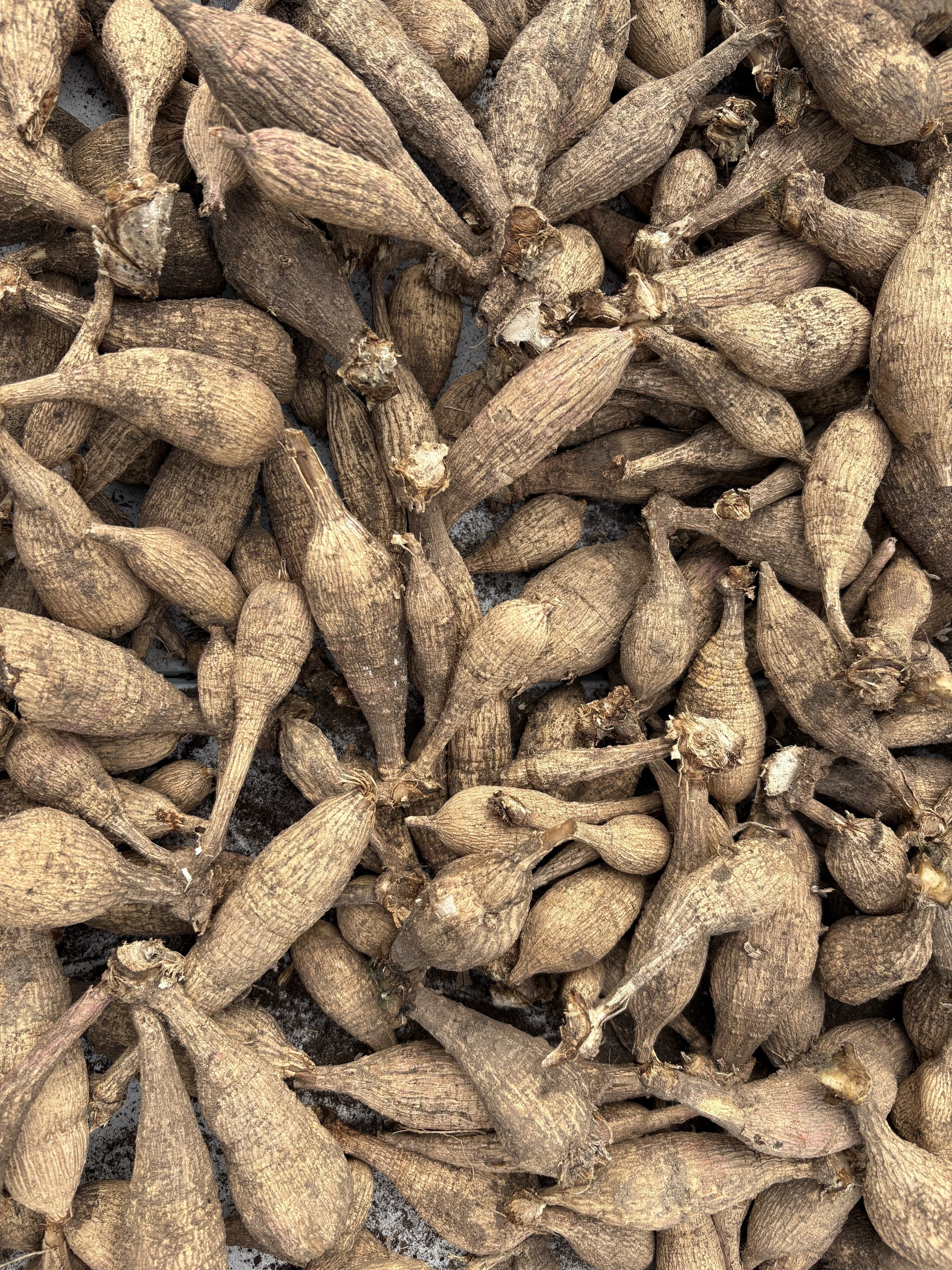 Dahlia tubers