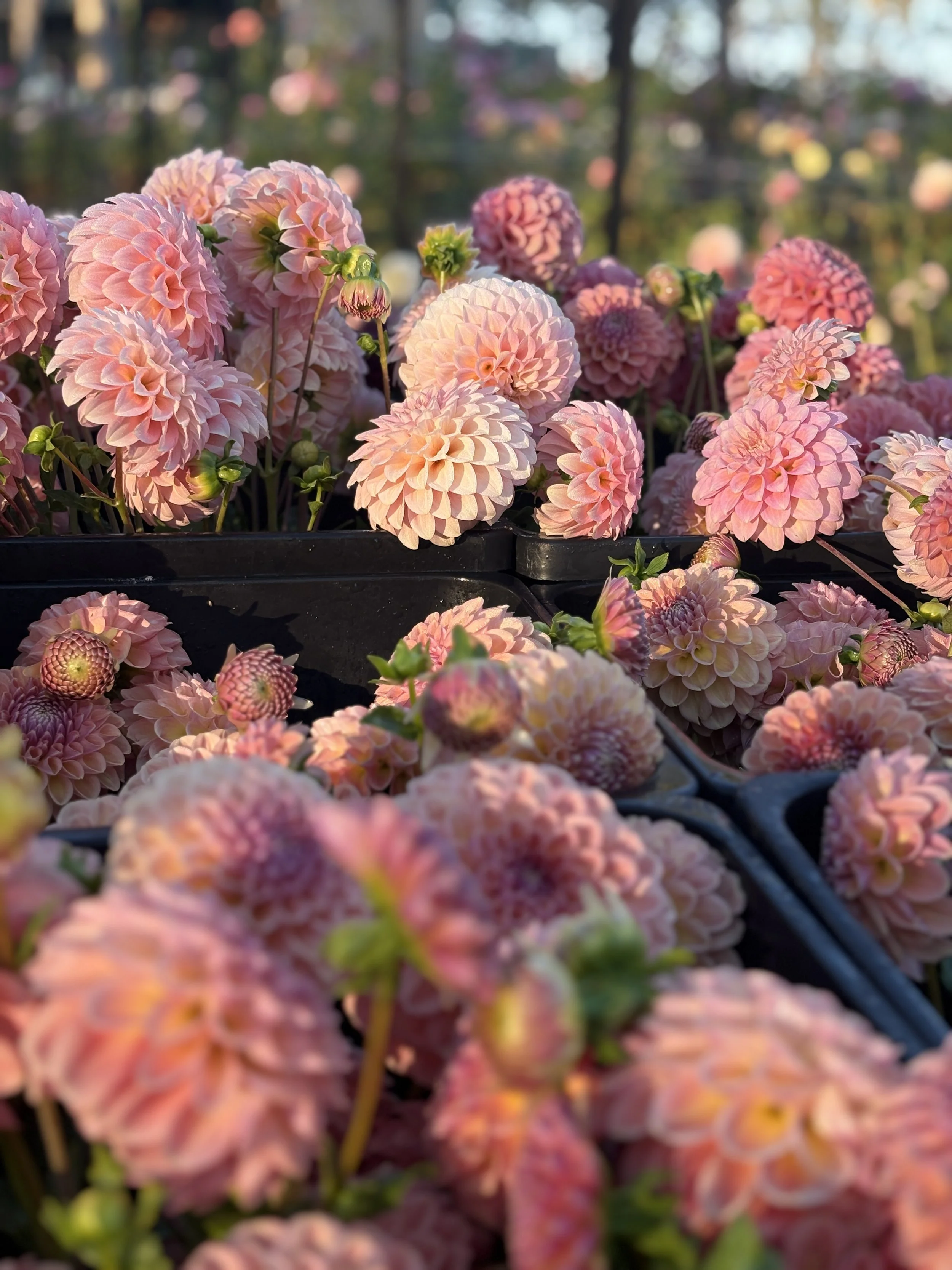 Pink dahlia flowers