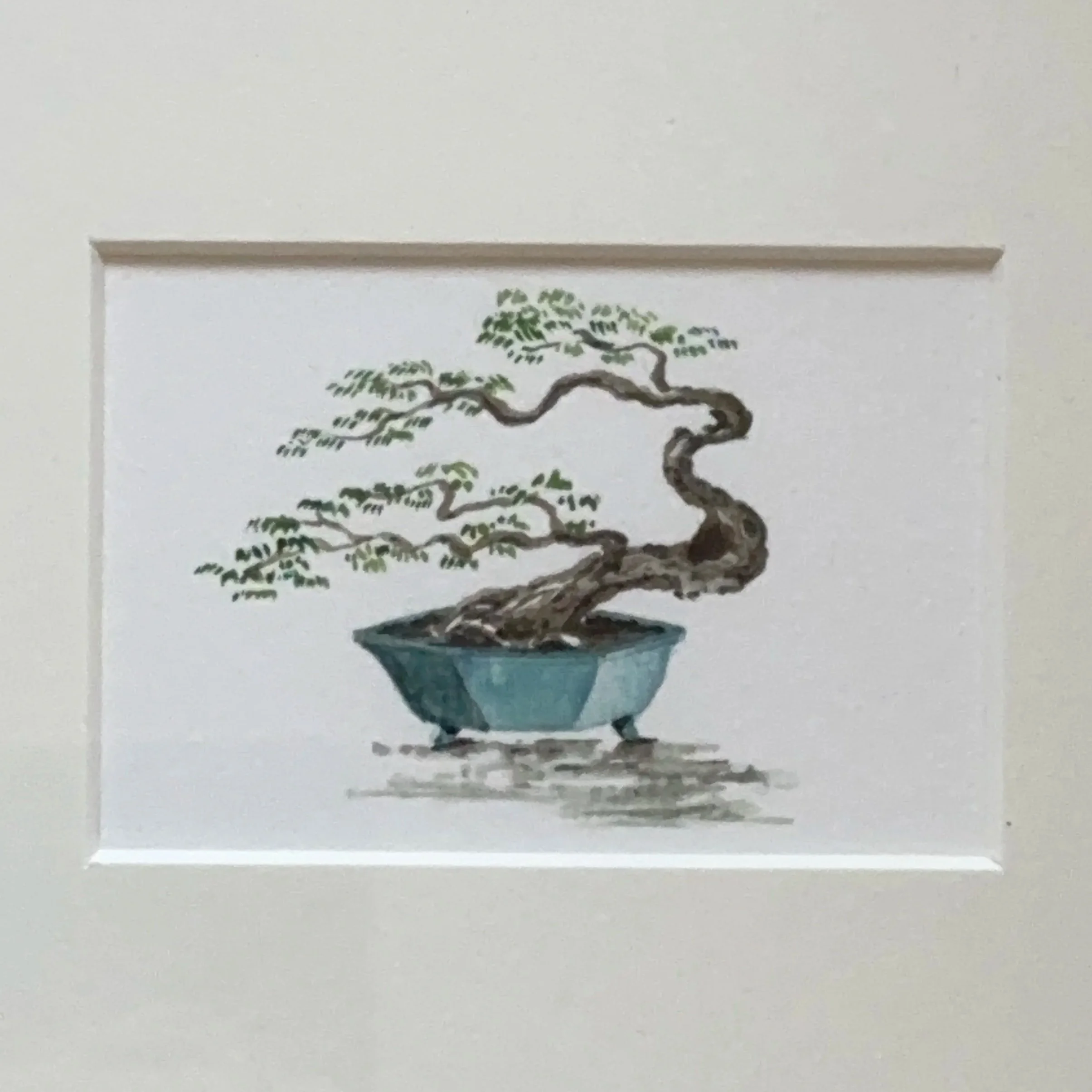 ACQUERELLO BONSAI