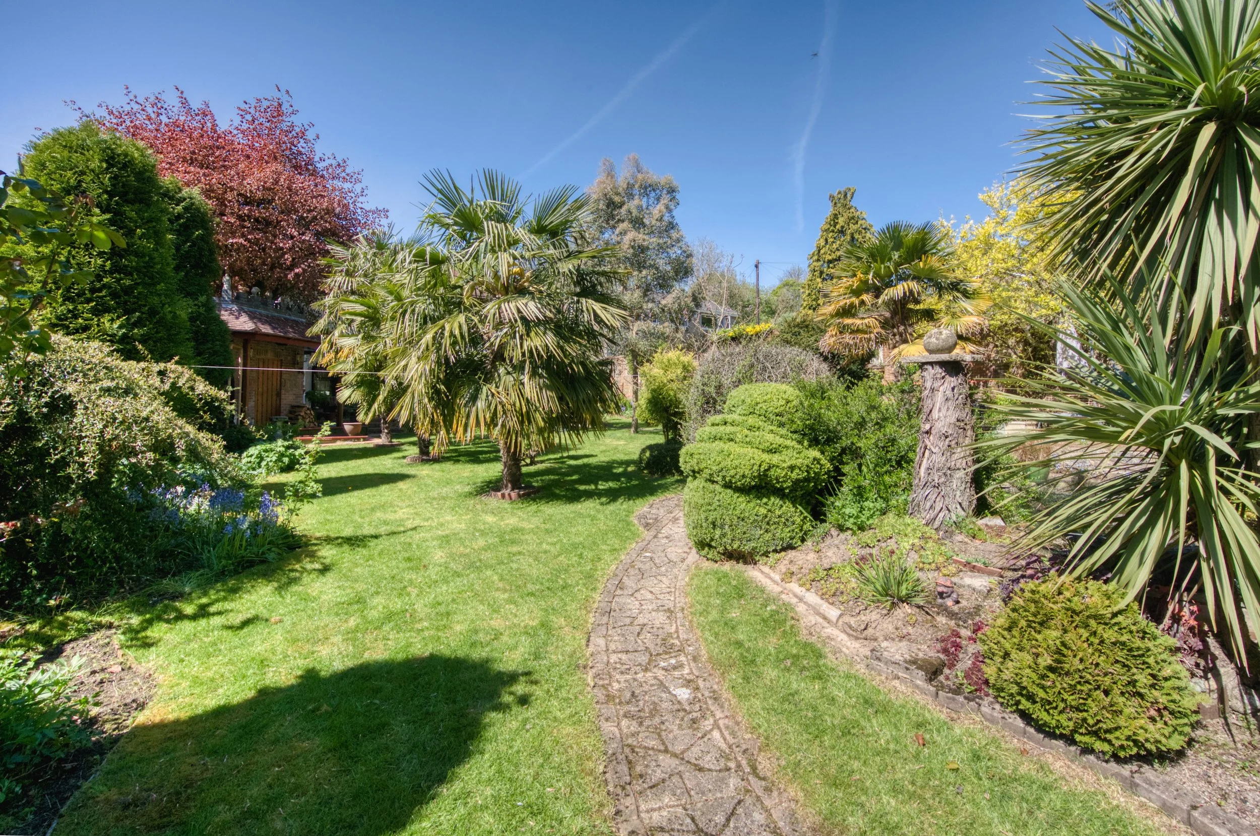Garden - lawn and palm trees.jpg
