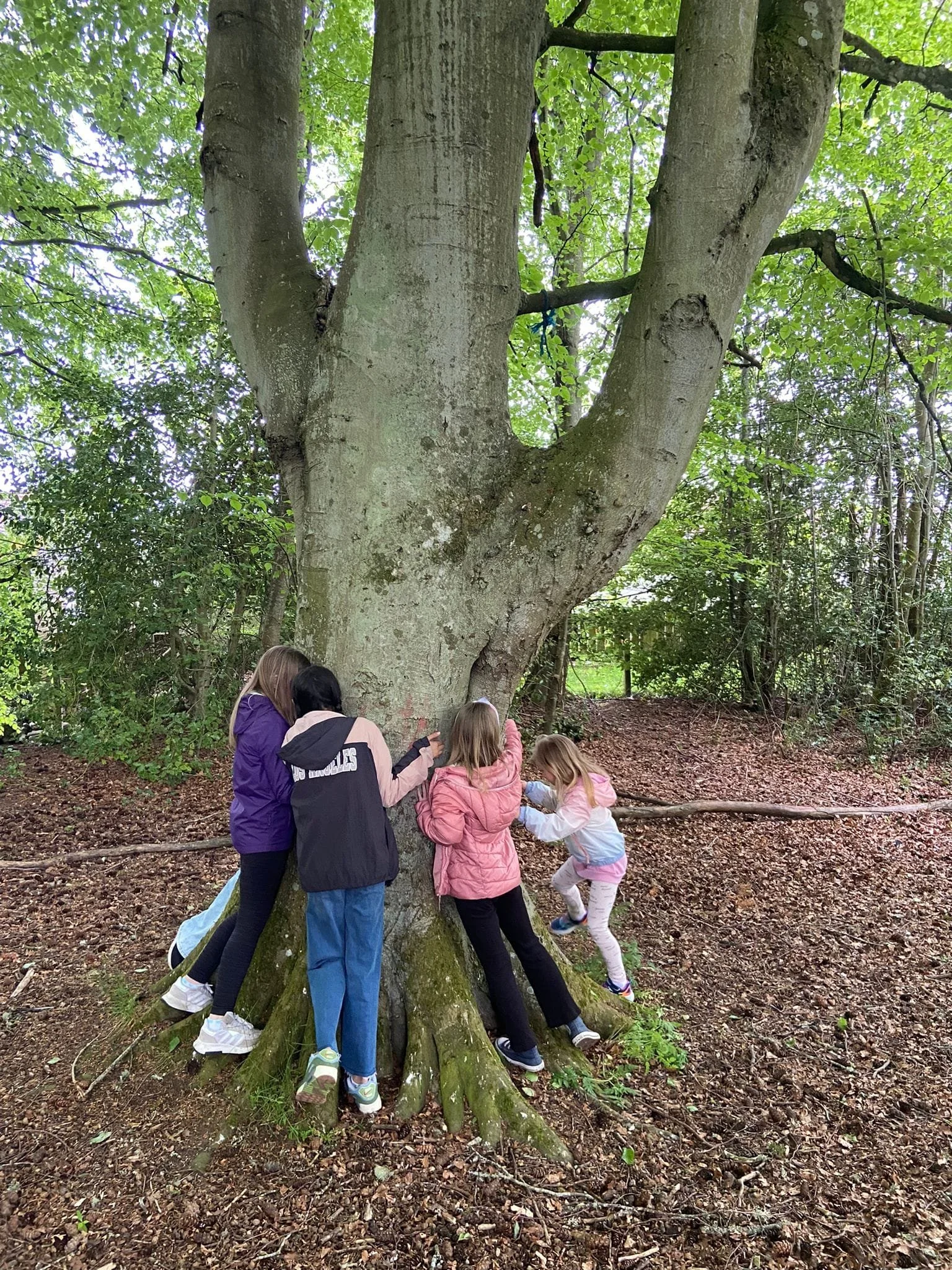 Wee Adventure kids tree.jpg