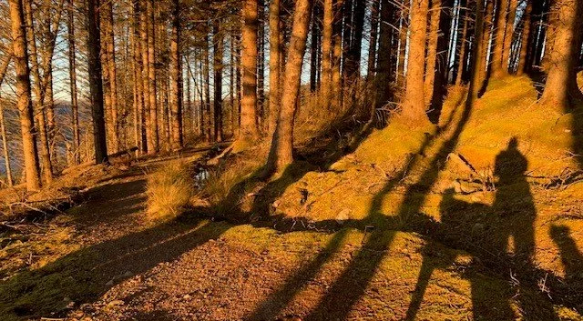 woods.jpg