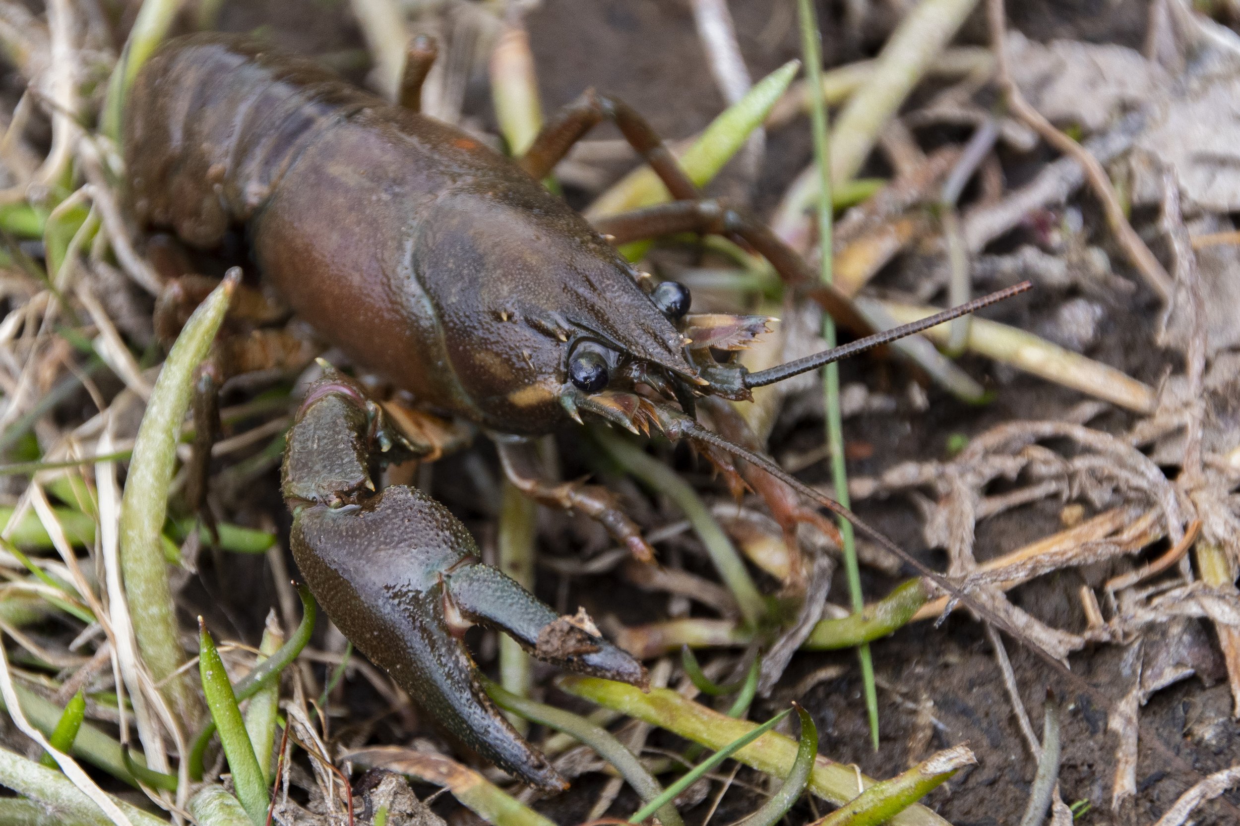 Understanding the Crawfish Farming Industry