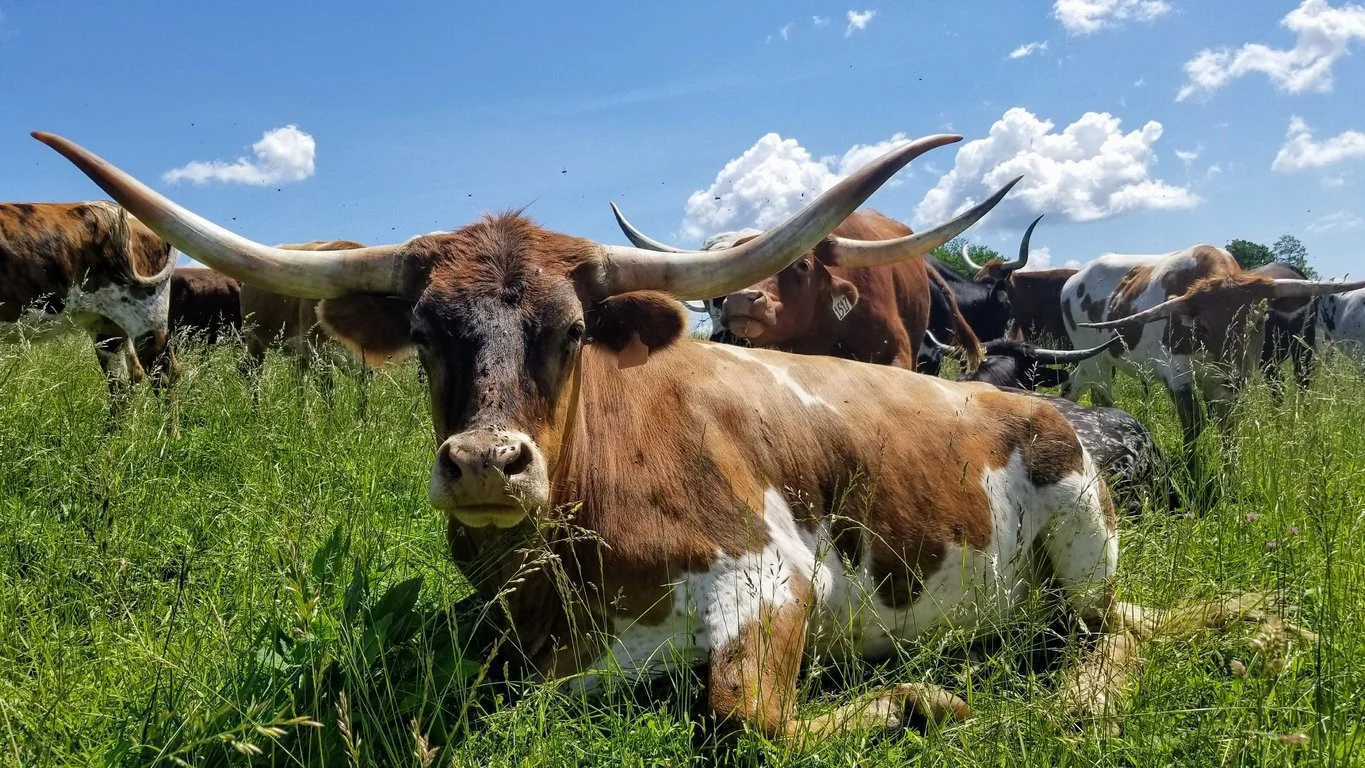 How to Start a Cattle Farm