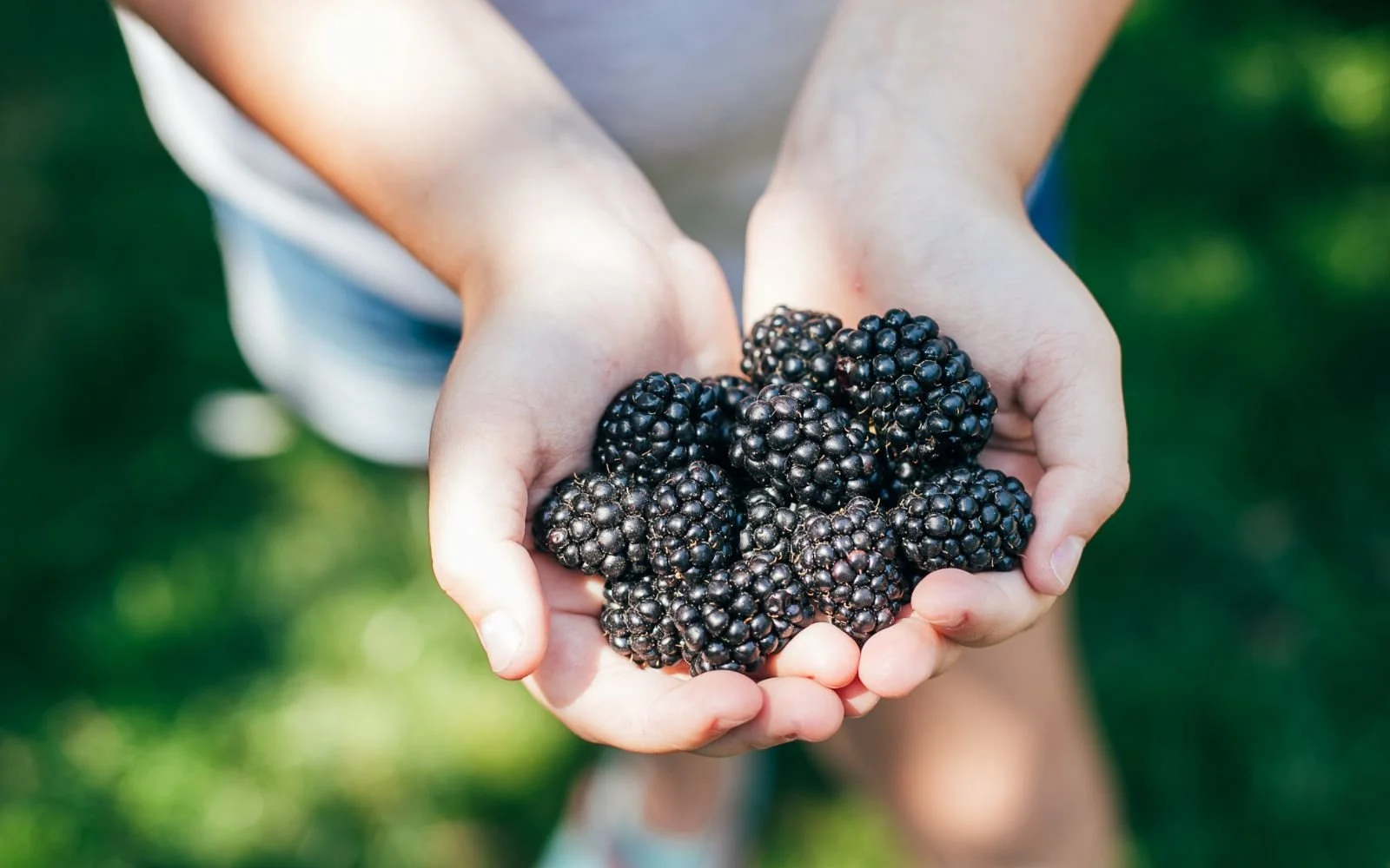 What's In Season Tart and Tangy Blackberries in Texas Enjoy the