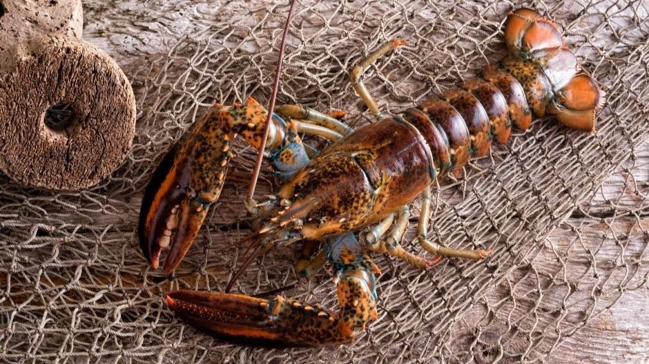 Stoned Lobsters are Happy Lobsters, Upcycling Food and Reducing Waste, Viking Cooking and A Lot More!