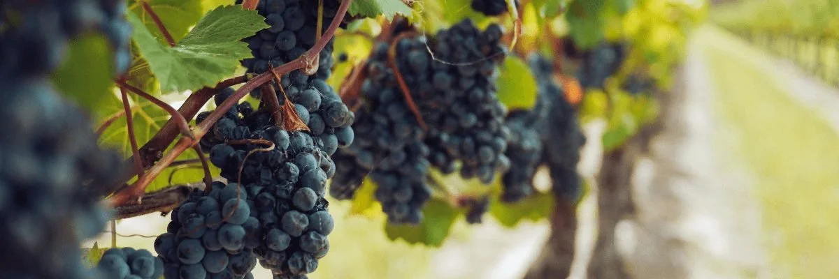 7 Most Scenic Wineries in Texas You Can’t Miss