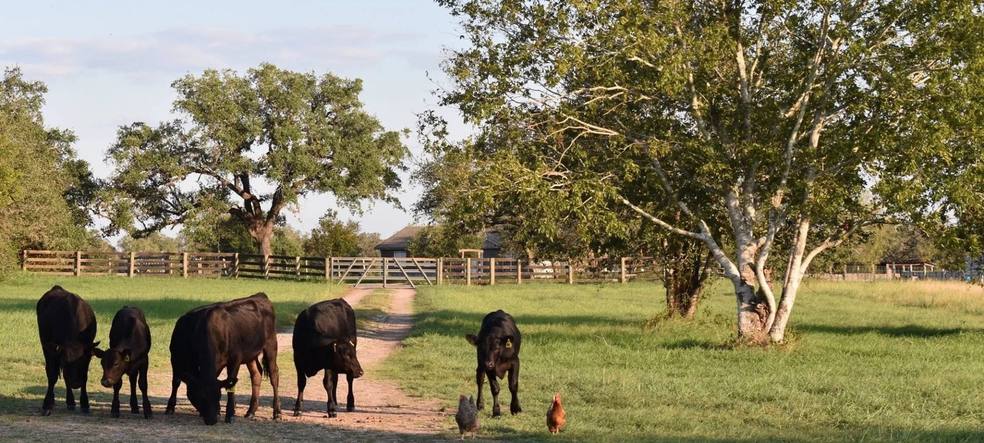 The Meat Eaters Guide to Online Beef Shares