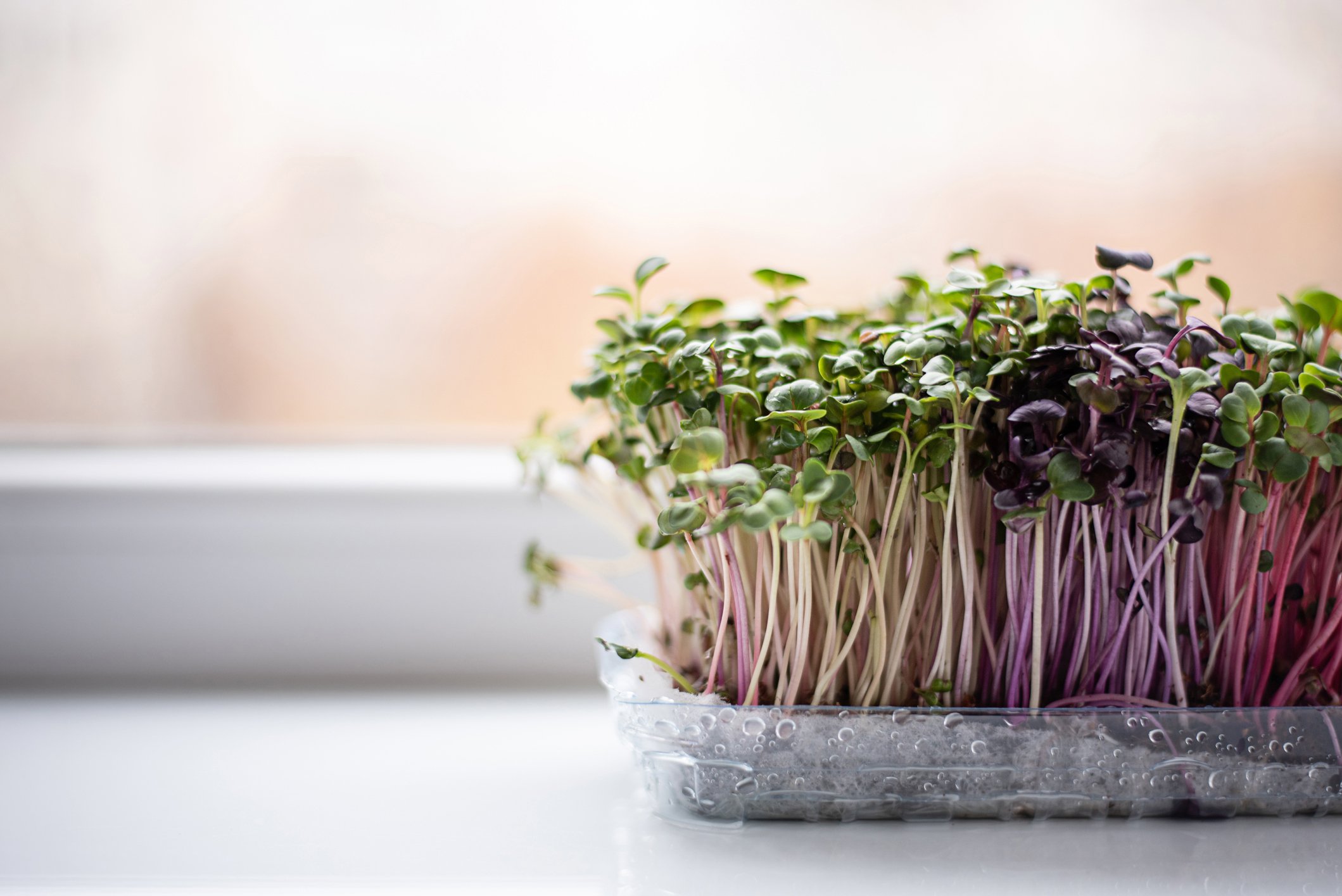 Microgreens from Texas Hydroponic Farms!