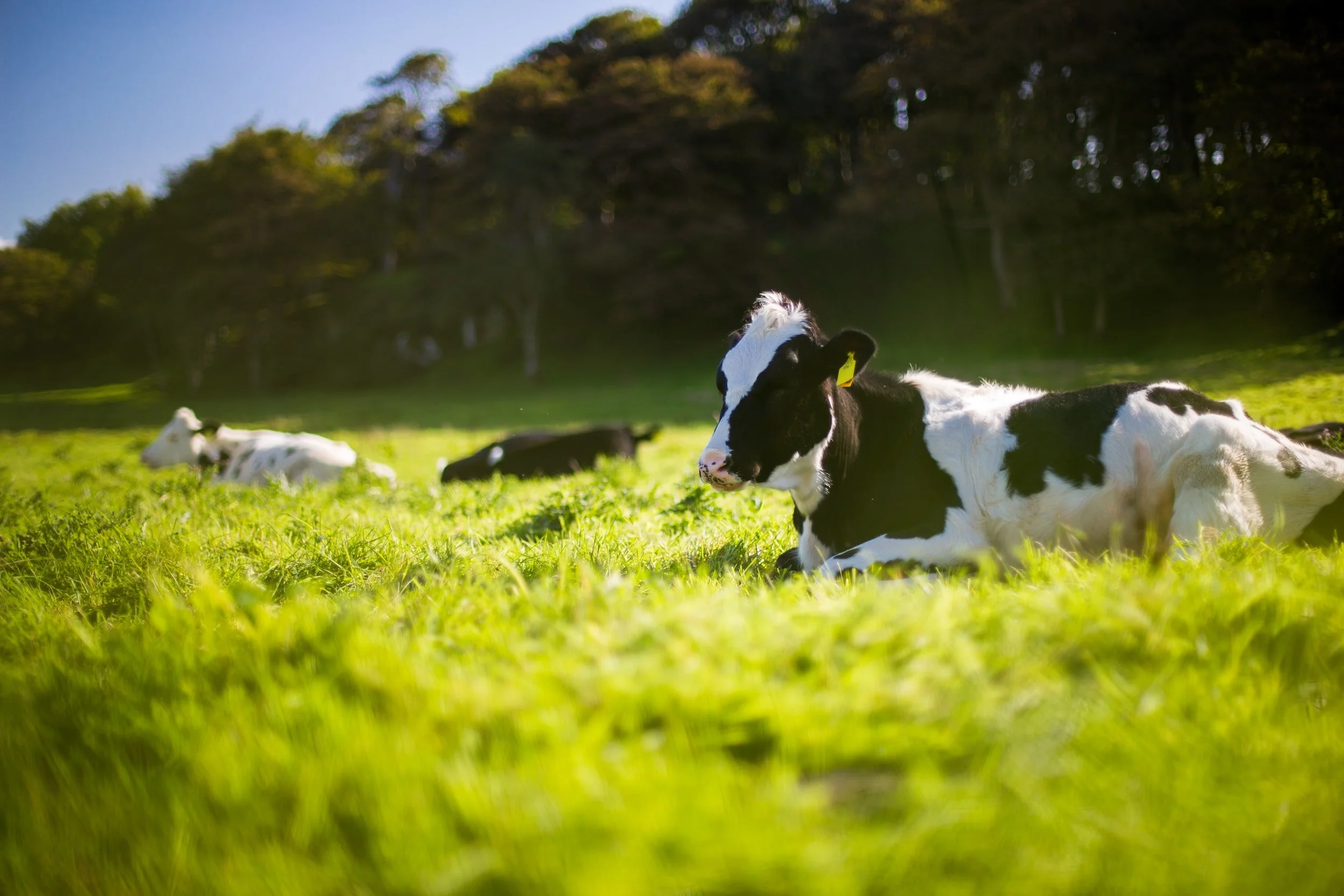Amazing Regenerative Farms &amp; Ranches in Texas