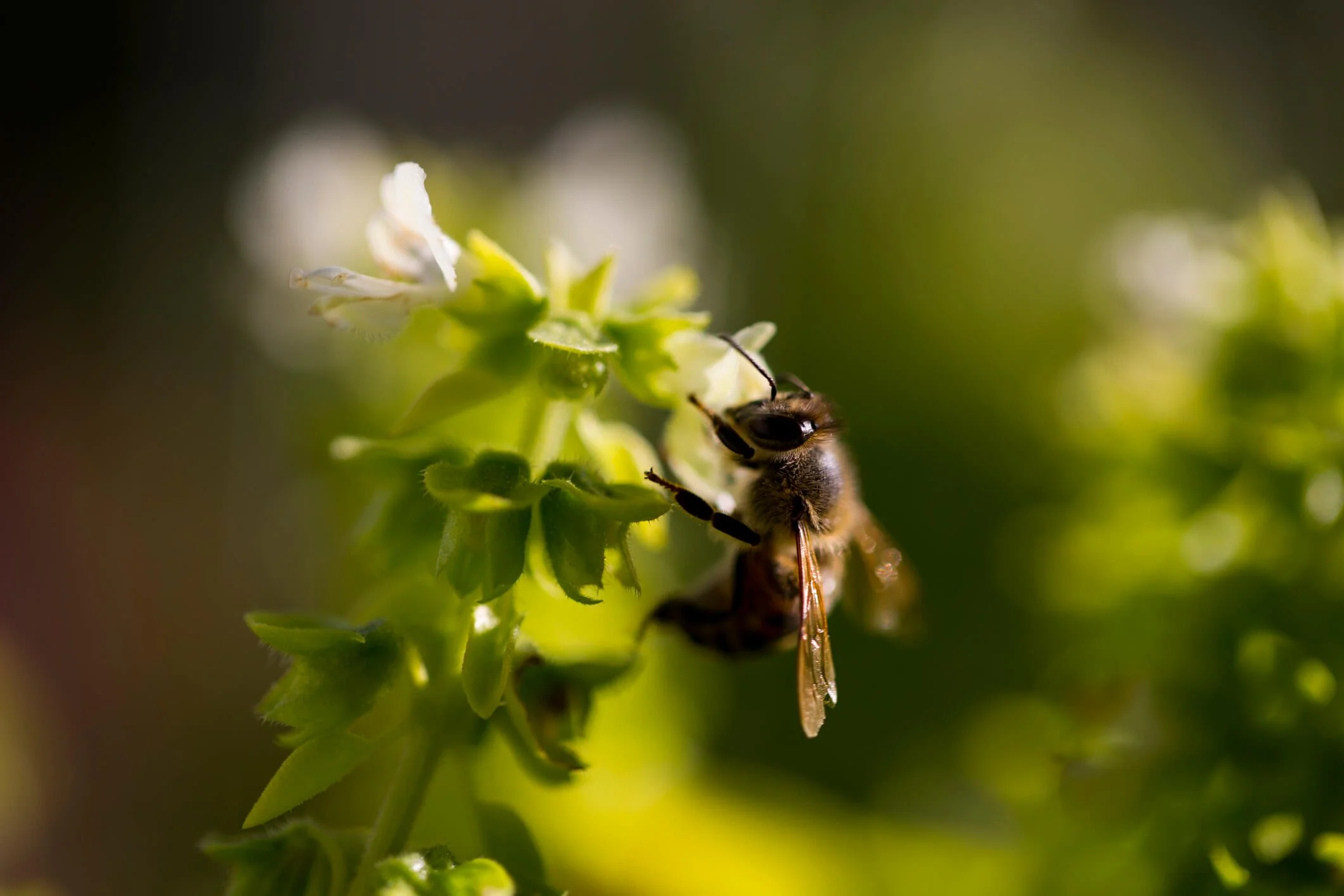 8 Best Flowers That Attract Honey Bees Beekeeping Guide