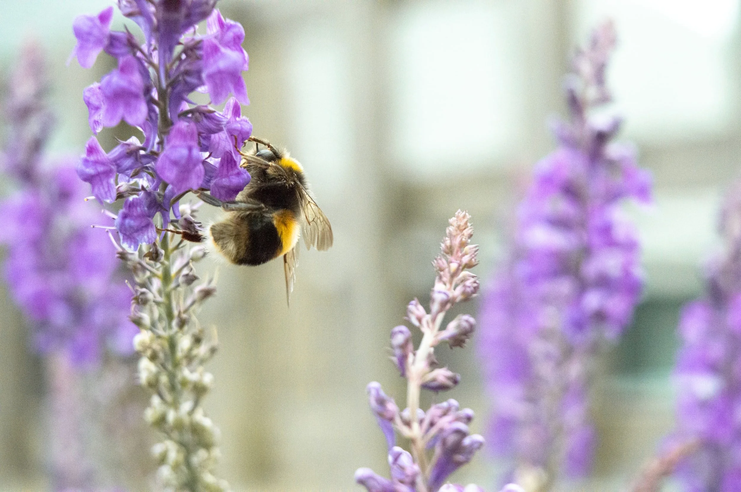 8 Best Flowers That Attract Honey Bees - Beekeeping Guide