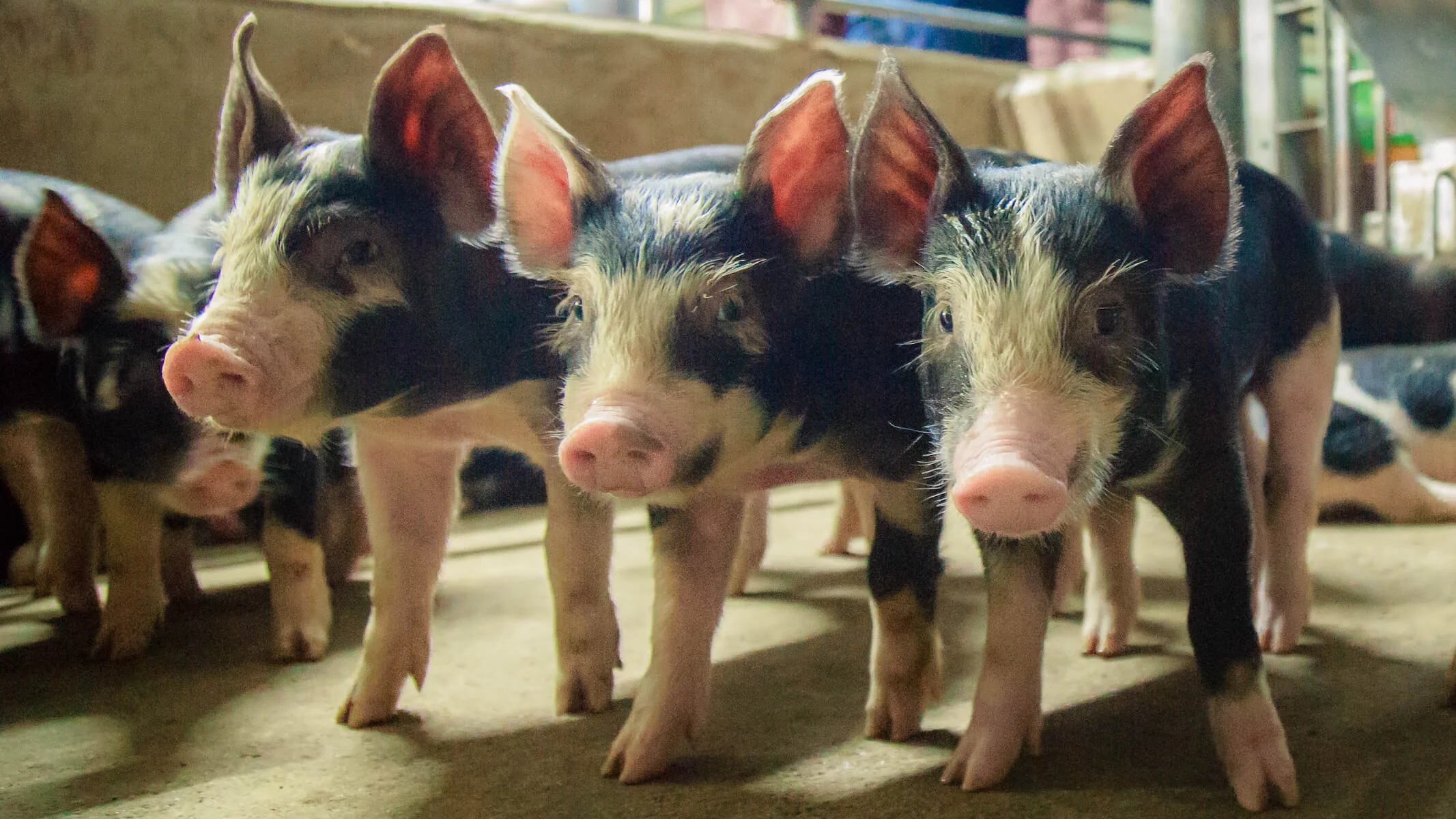 5 Best Homestead Animals to Raise for Small Farms | Organic Farming