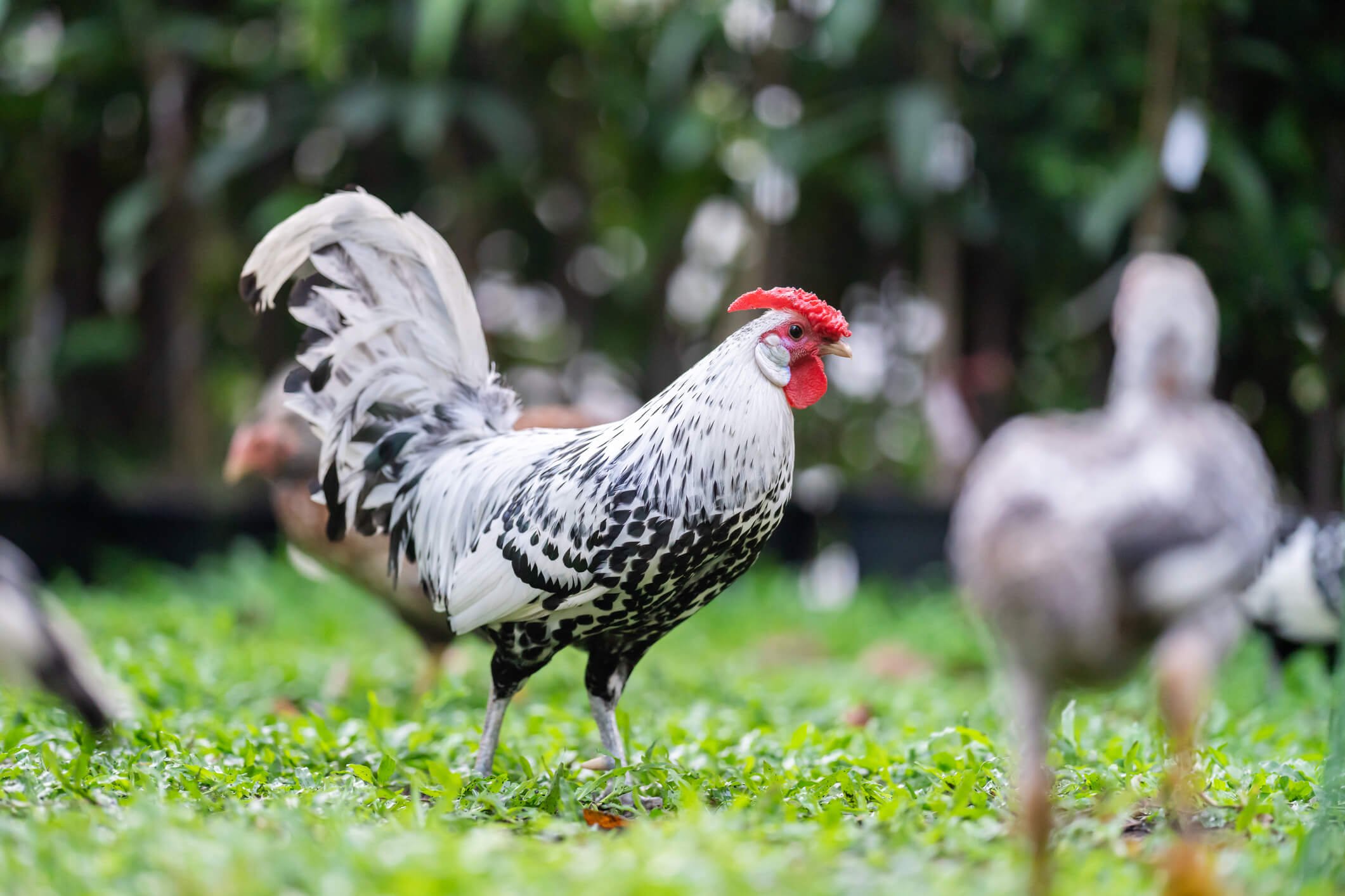 Picture of The Top 10 Best Egg-Laying Chicken Breeds | Welcome to Chicken World!