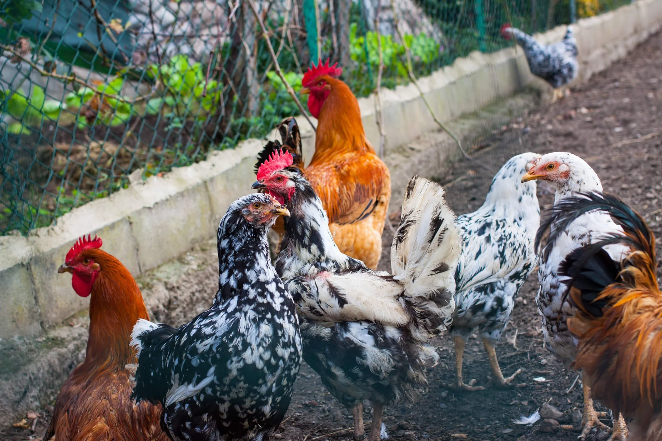 The Top 10 Best EggLaying Chicken Breeds to Chicken World!