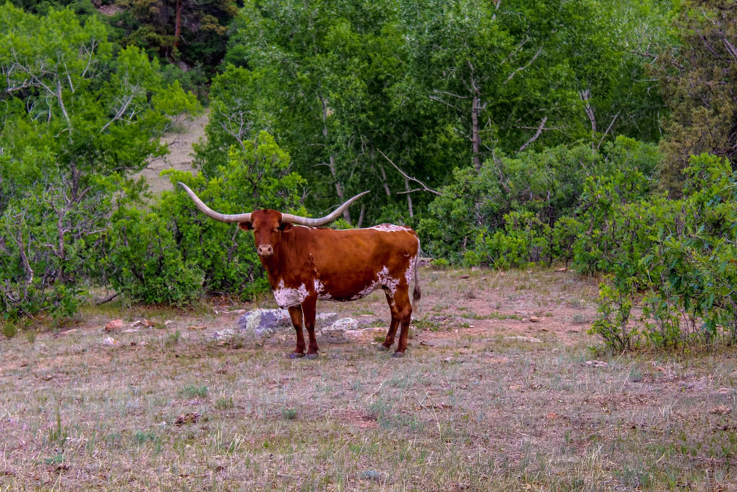 6 Best Texas Longhorn Ranches For Quality Meats