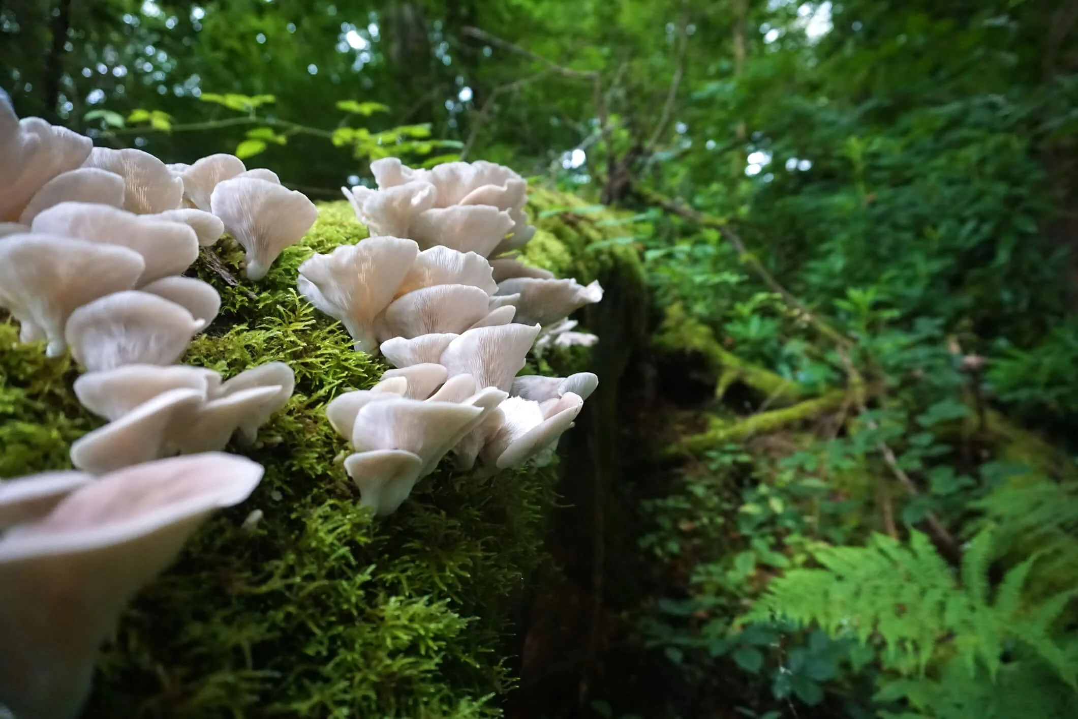 Forage for Texas Seasonal Mushrooms The Best of the Cluster