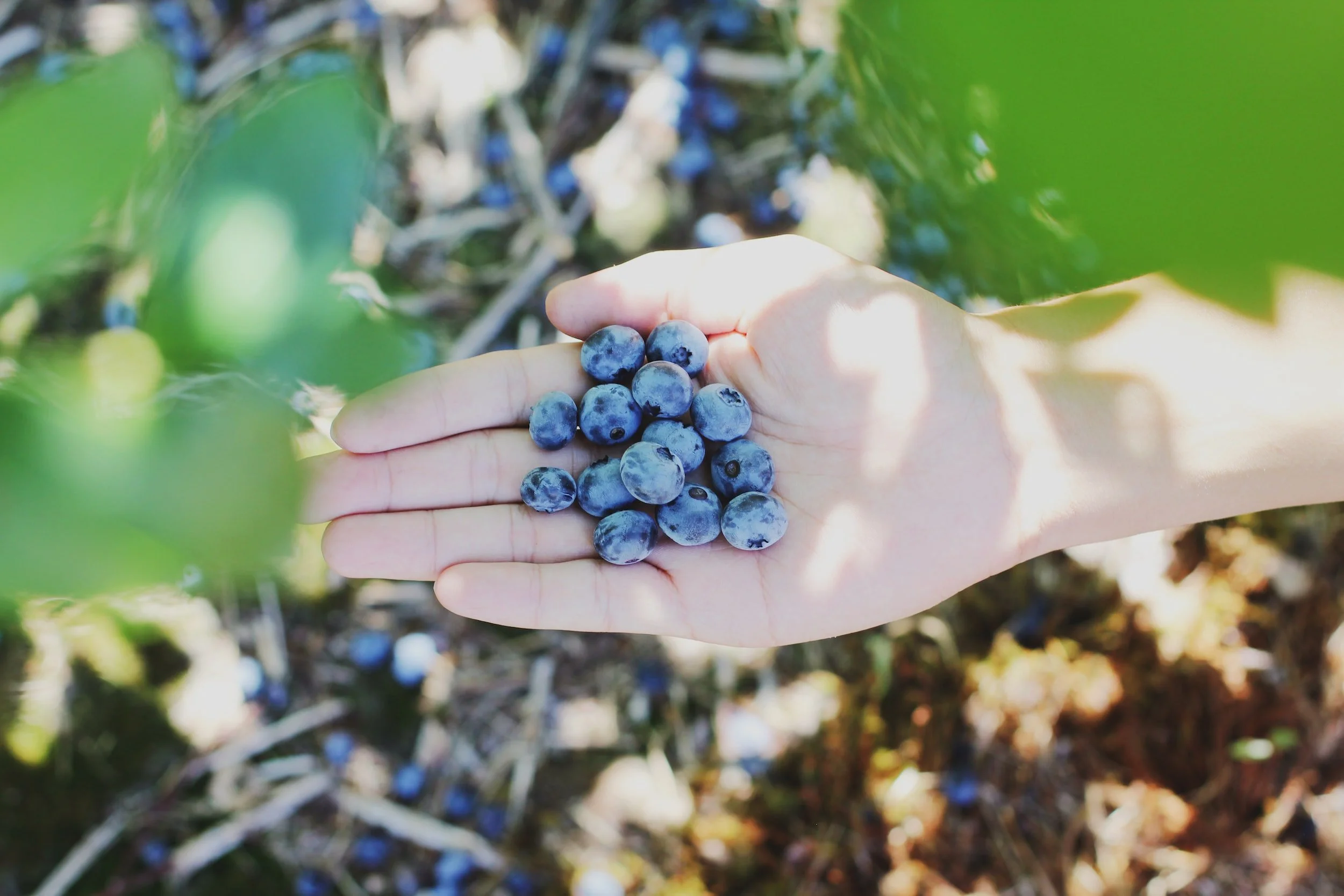 Best Texas U-Pick Farms For Blueberry Season!