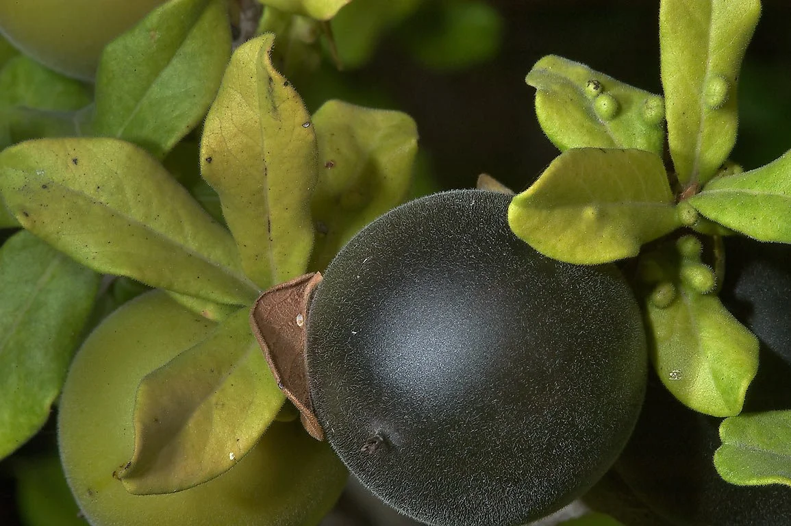 Seasonal Texas Persimmons
