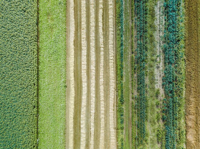 Regenerative Farming: Why Texan Farmers Are Making The Transition
