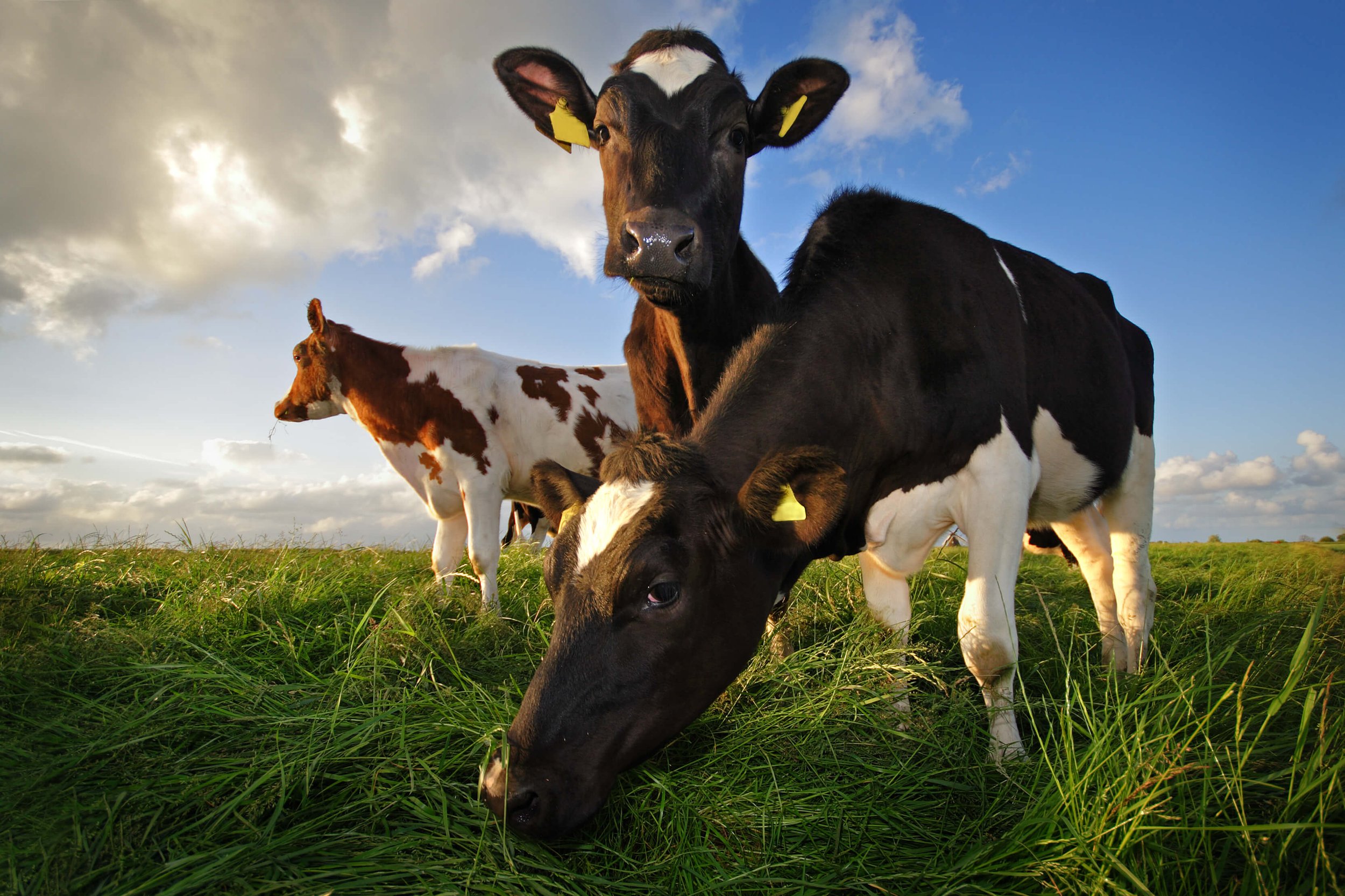 Can Grass-Fed Beef Feed the Planet?  The Benefits of Sustainable Farming