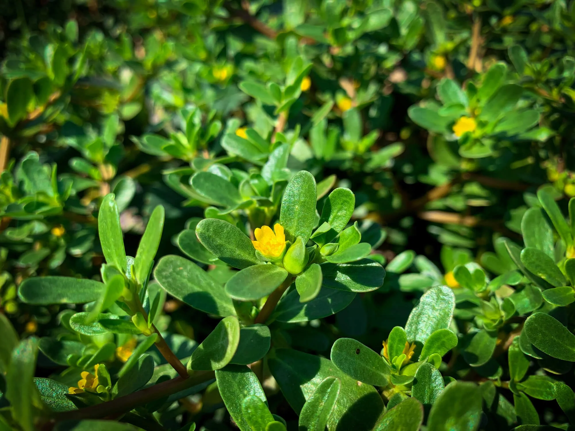 Feed Chickens Naturally For Free With Perennial Weeds | Save Money Now!