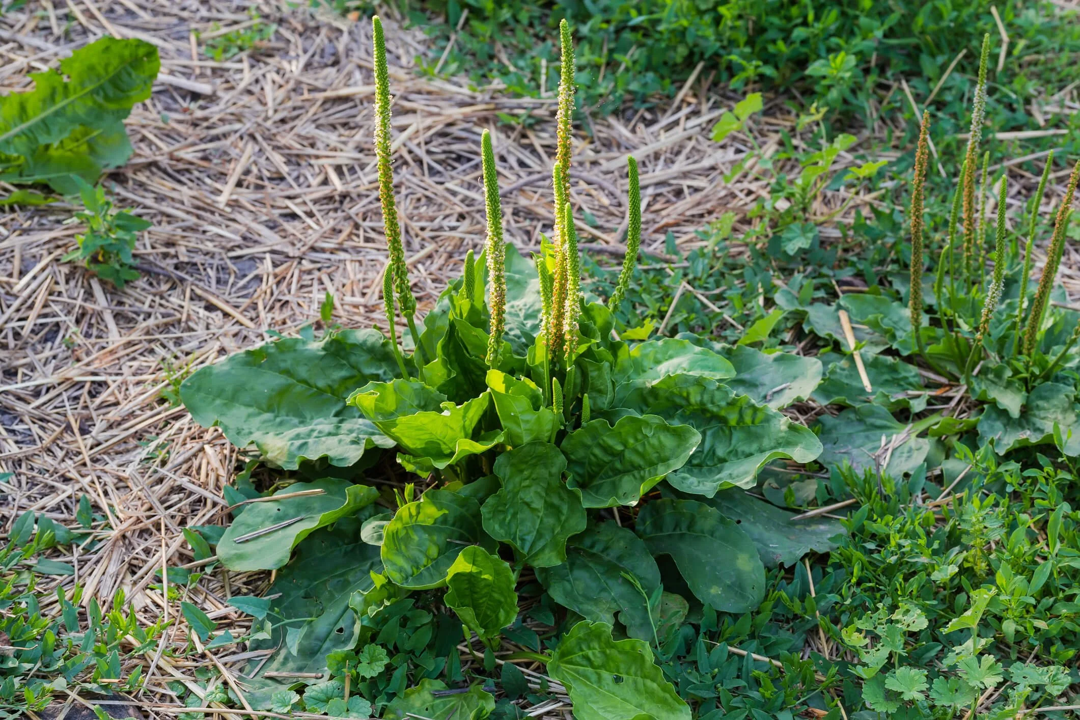 Feed Chickens Naturally For Free With Perennial Weeds | Save Money Now!