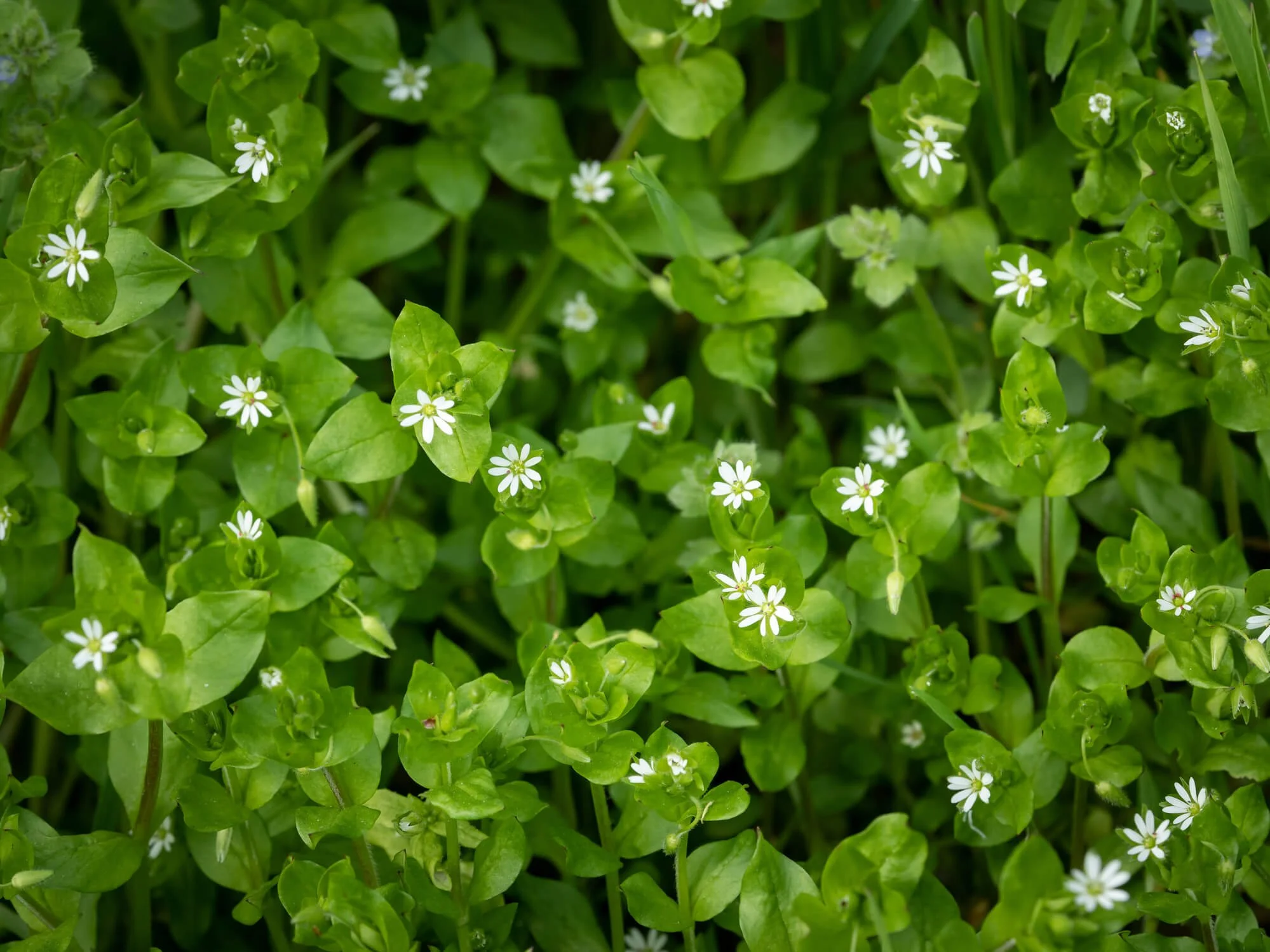 Feed Chickens Naturally For Free With Perennial Weeds | Save Money Now!
