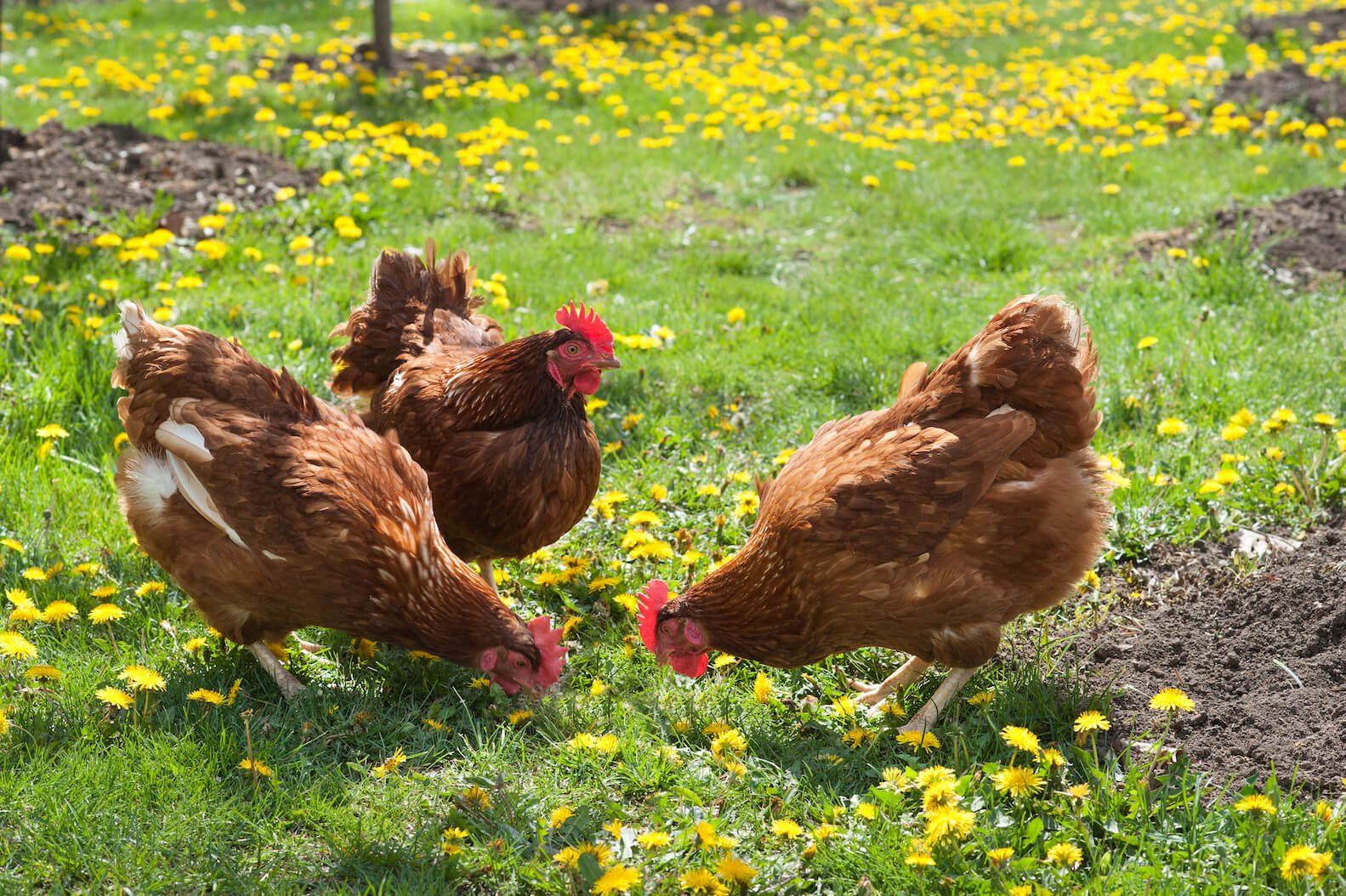 Feed Chickens Naturally For Free With Perennial Weeds | Save Money Now!