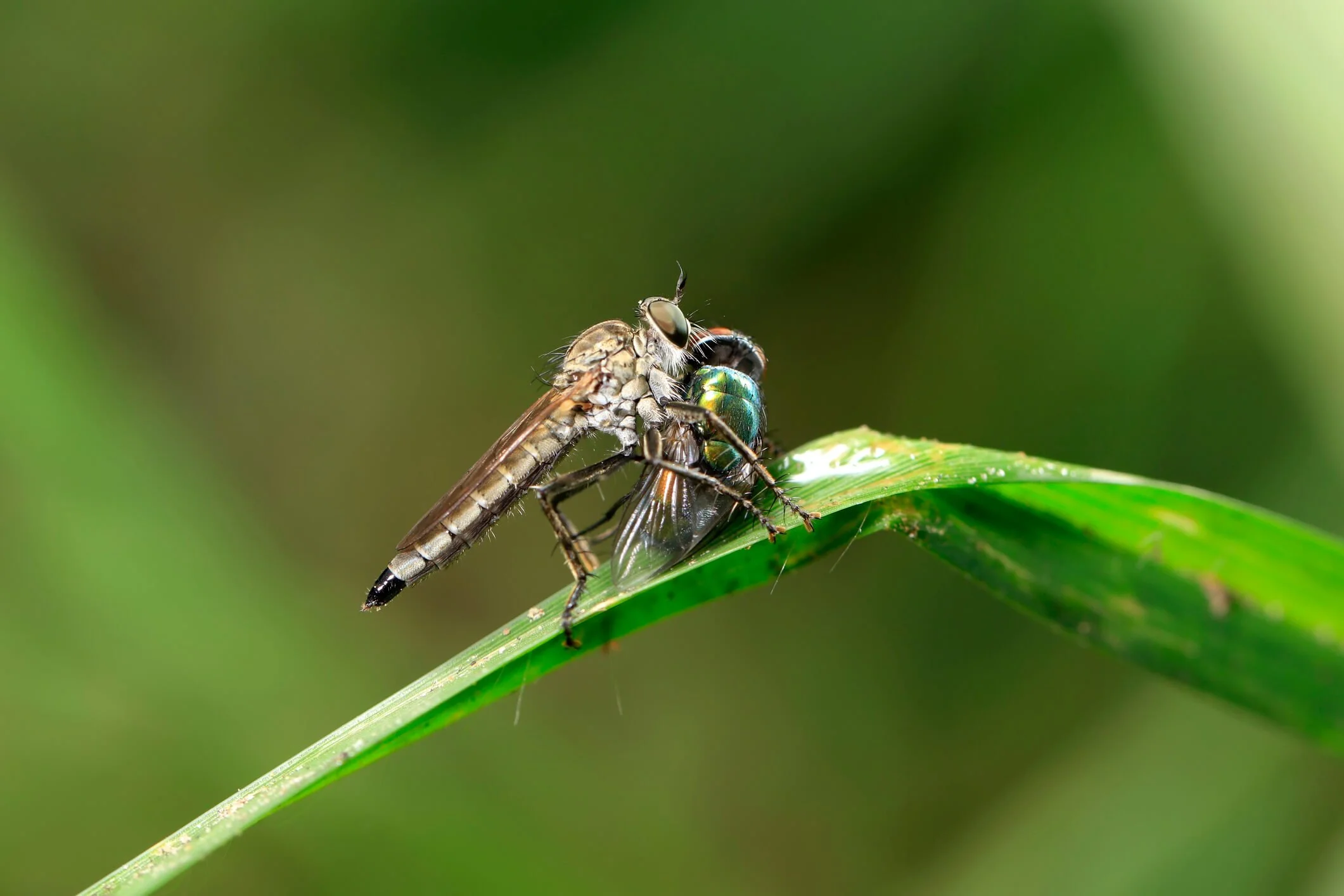 Attract Beneficial Insects for Your Garden | How to Draw Nature's Helpers