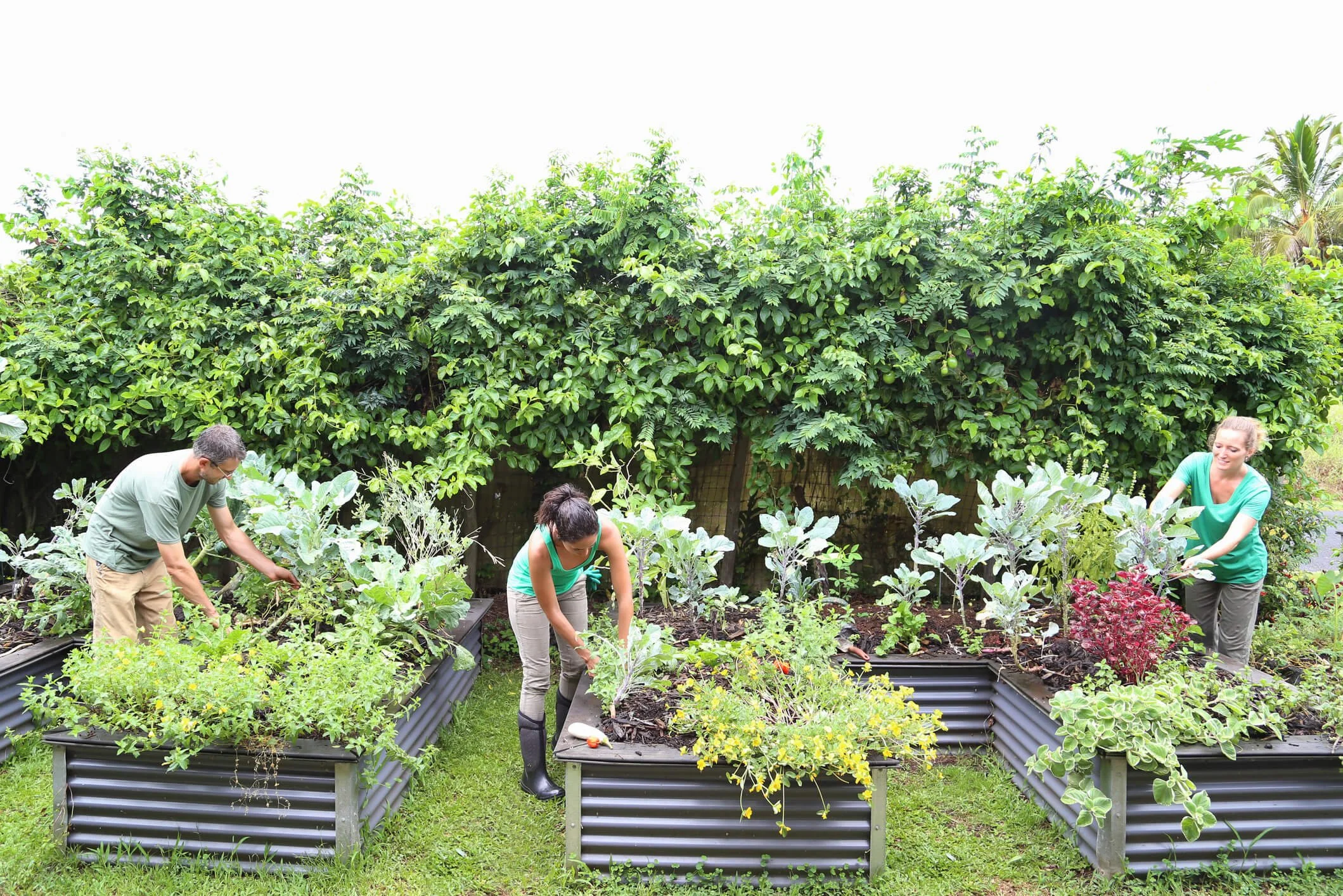 Community Homesteading The Importance of Cultivating Homesteading Community | Advice for ...