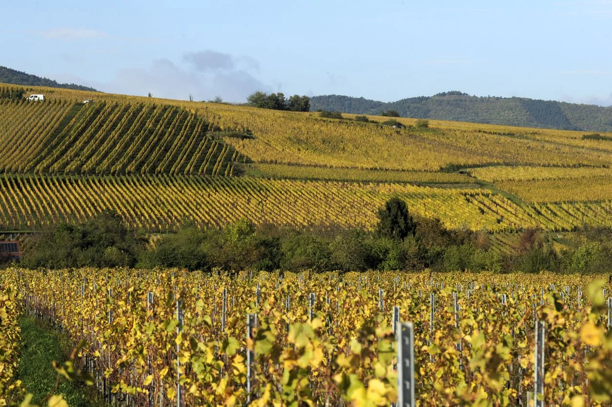 Texas Wineries and Vineyards Worth the Drive