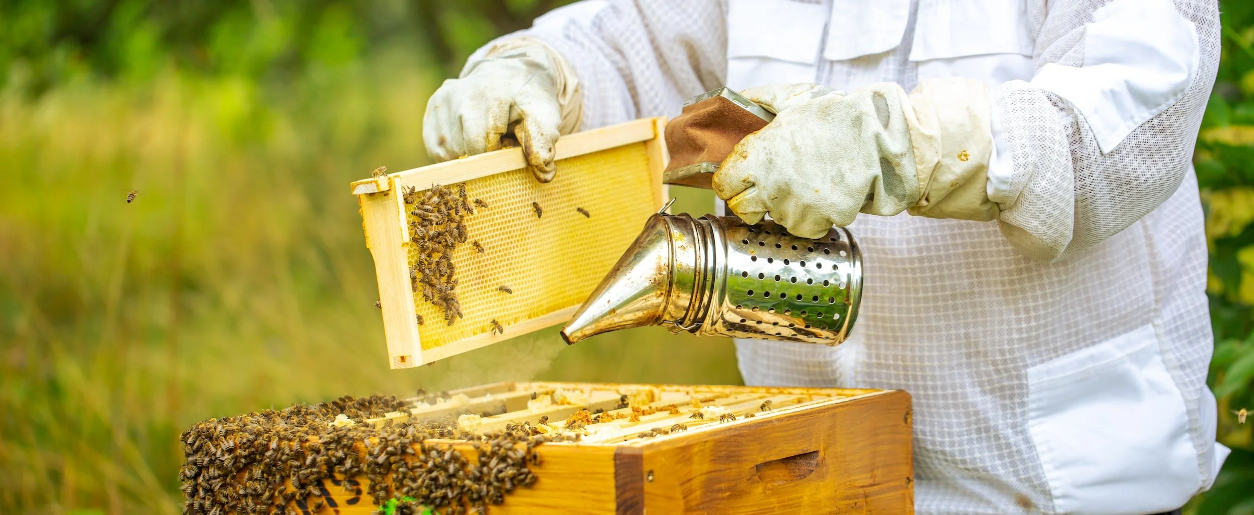 Harvesting and Bottling Honey