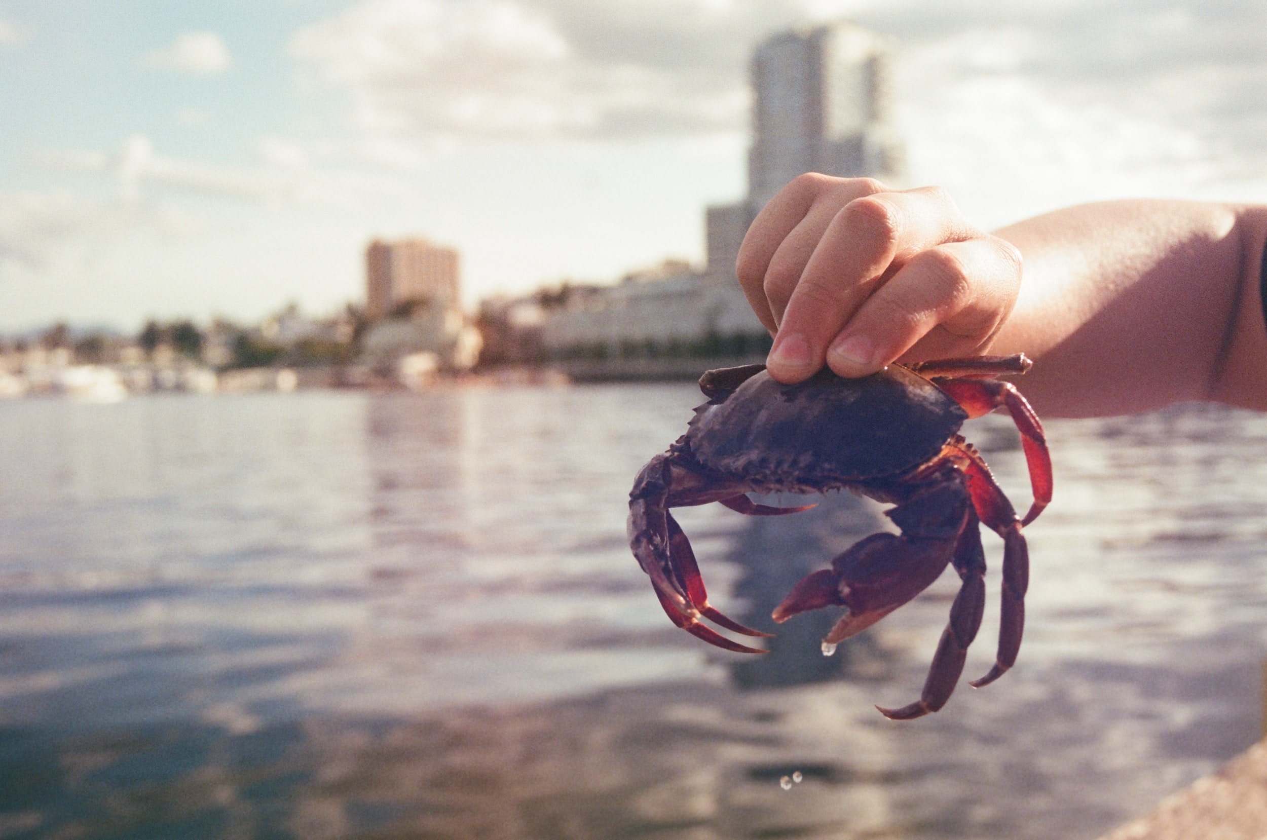 All About Crabbing in Texas – What You Need To Know!