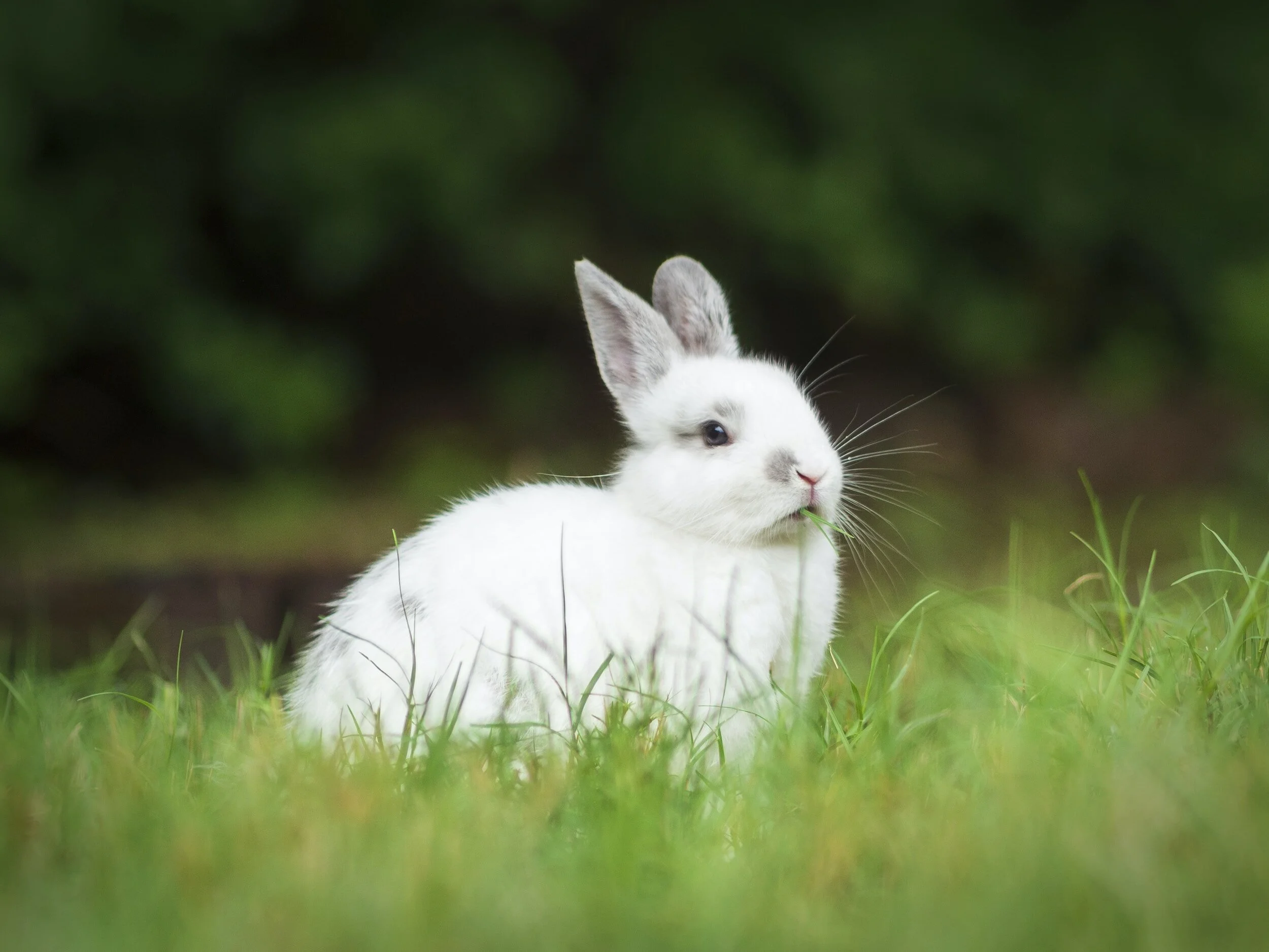 Raising Rabbits 101 - Learn the Lingo