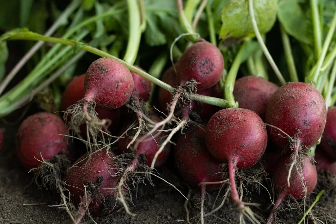 How to Grow Radishes
